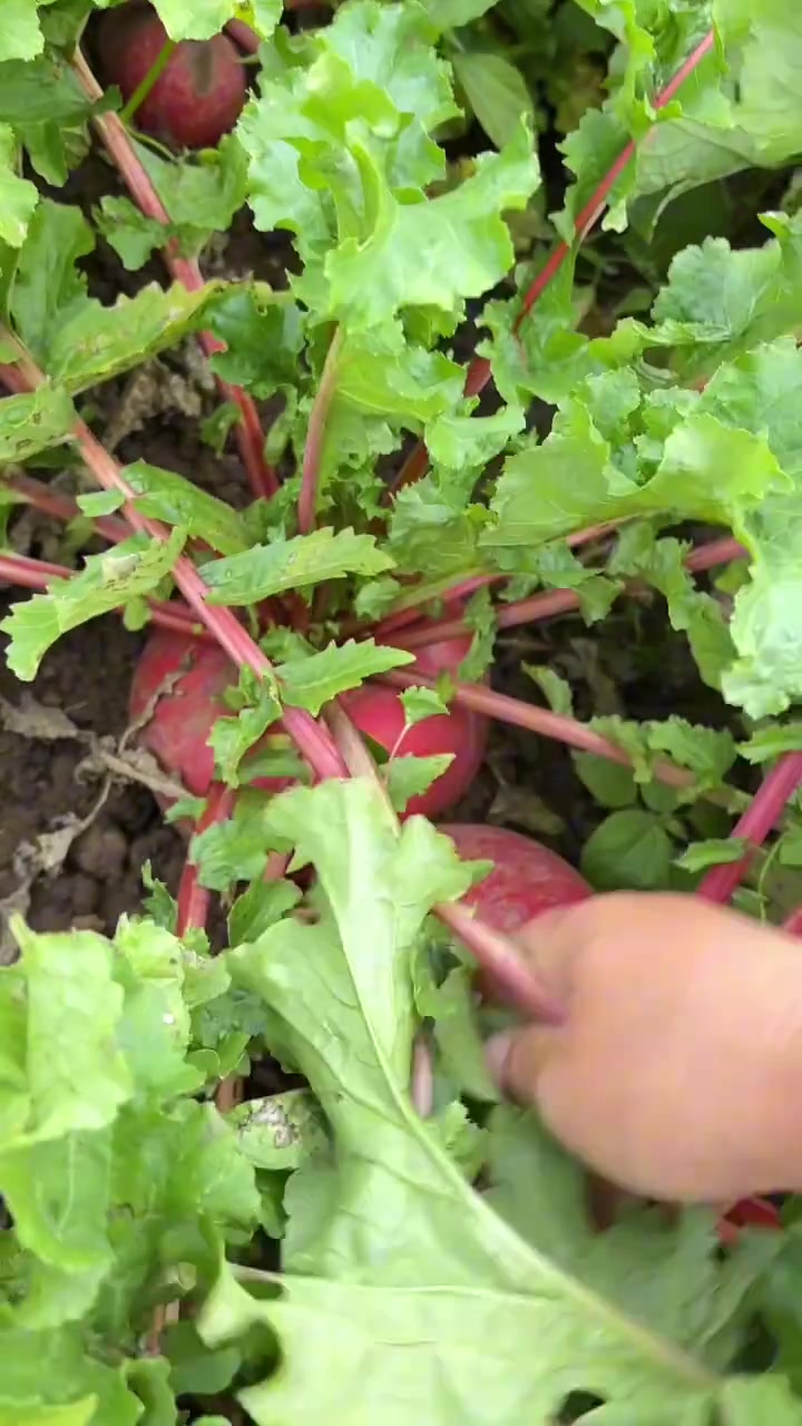 牛肉萝卜缨馅大蒸饺
