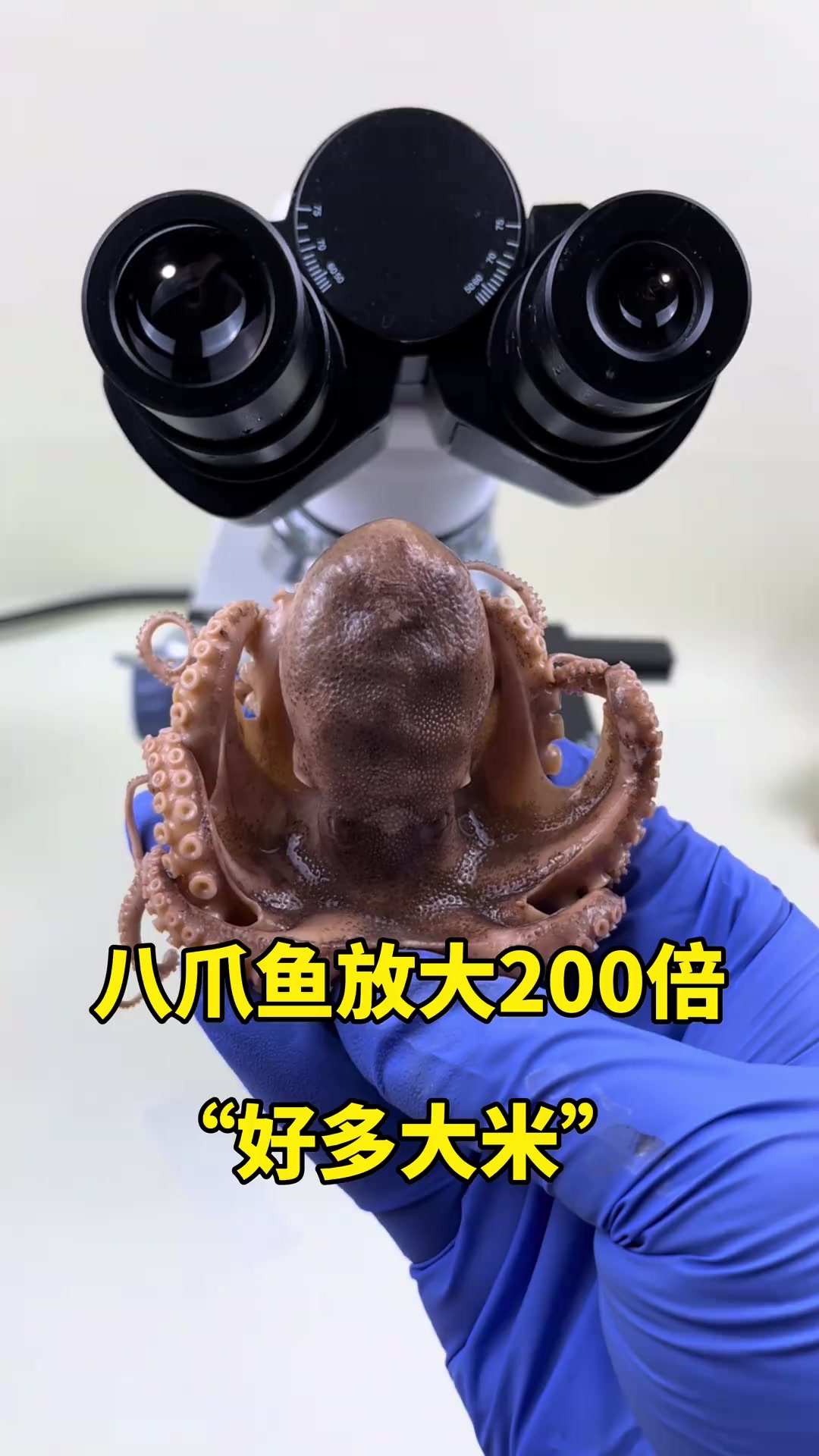 八爪鱼好多大米请问它是鱼吗