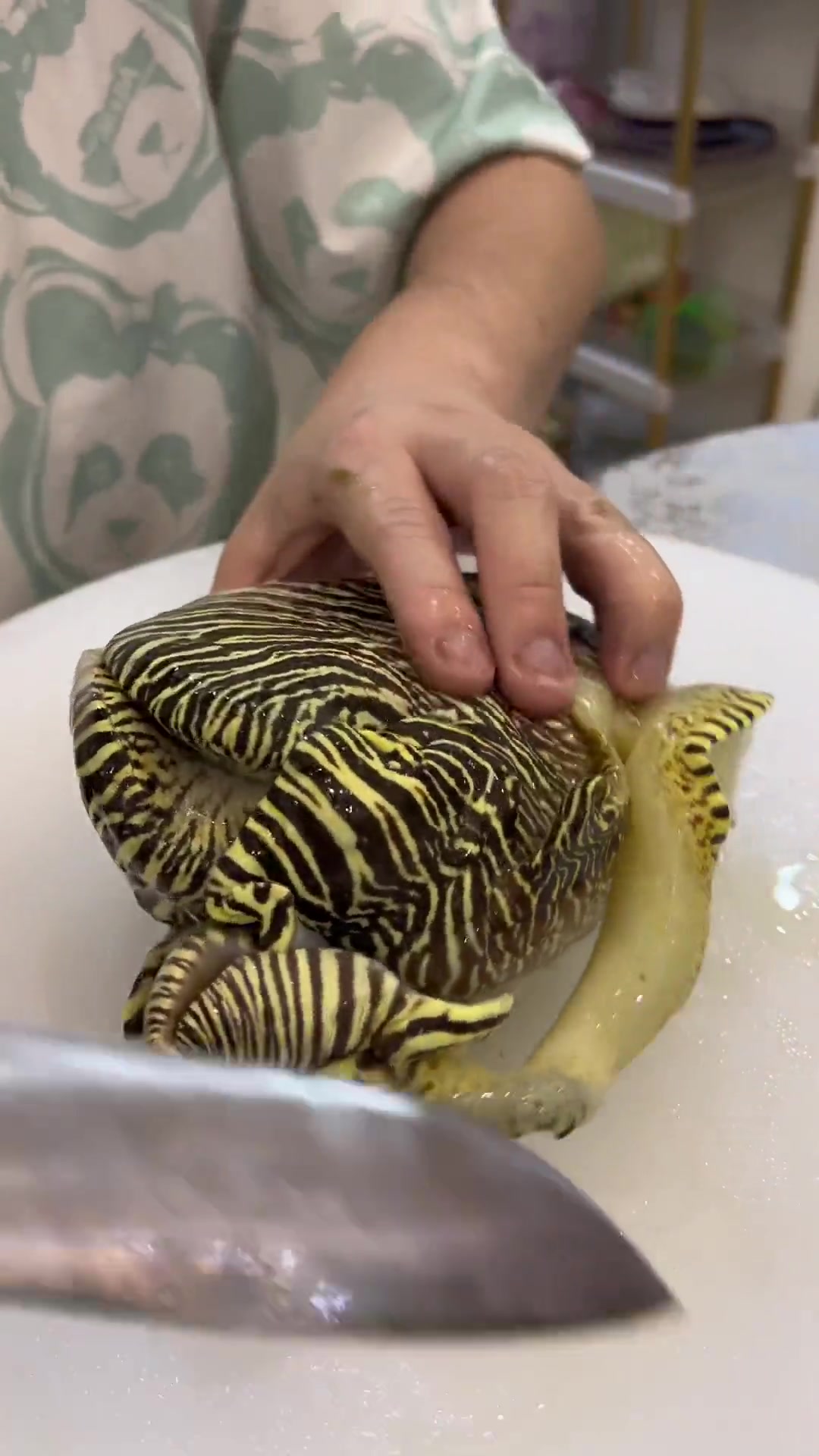 今日非沉浸式吃螺！便宜好吃的海螺肉还有啥吃法？