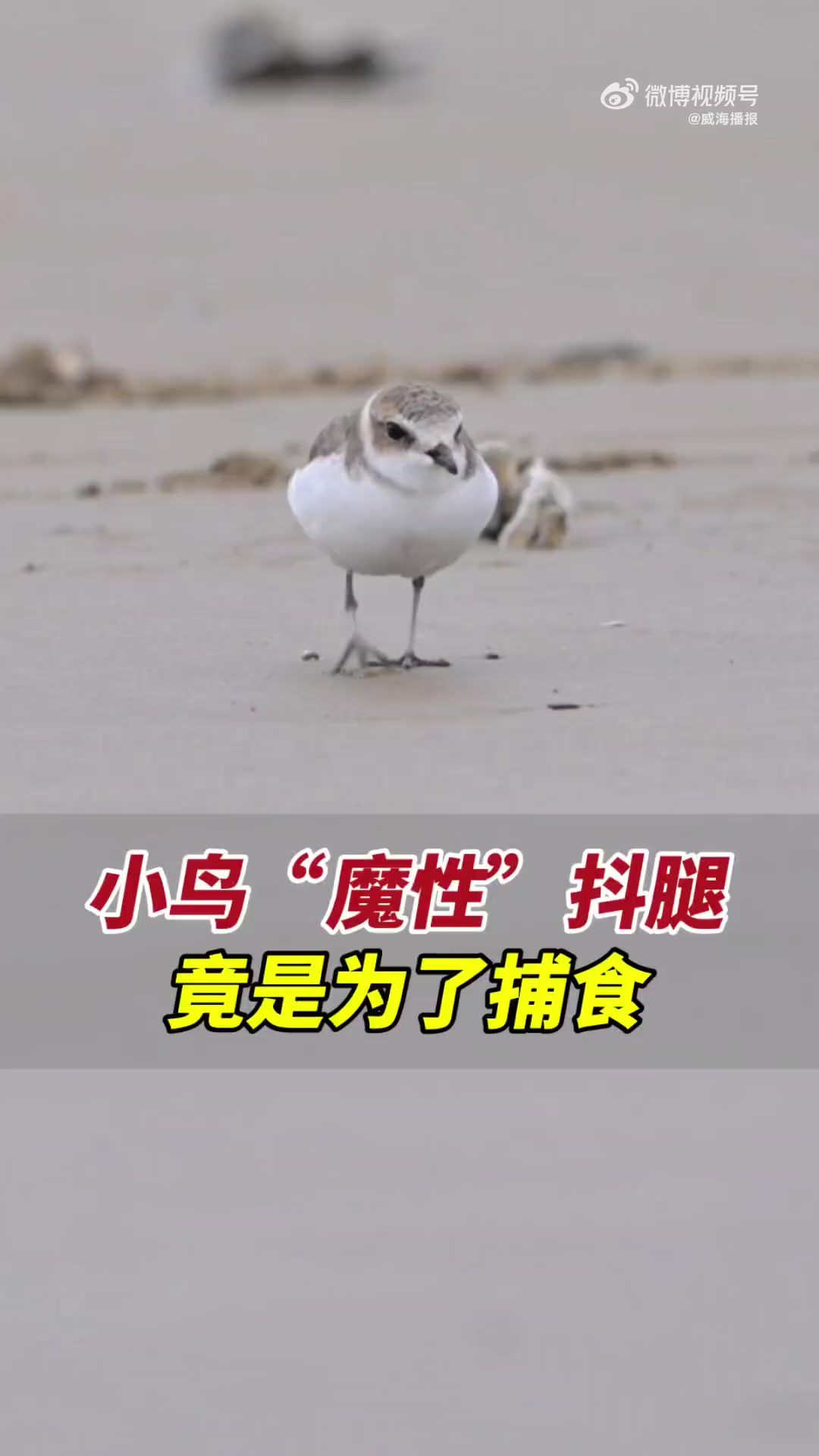近日,山东威海。李先生在海滩看到有种小鸟在不停“抖腿”,感觉很好玩也很疑惑。后来李先生就上