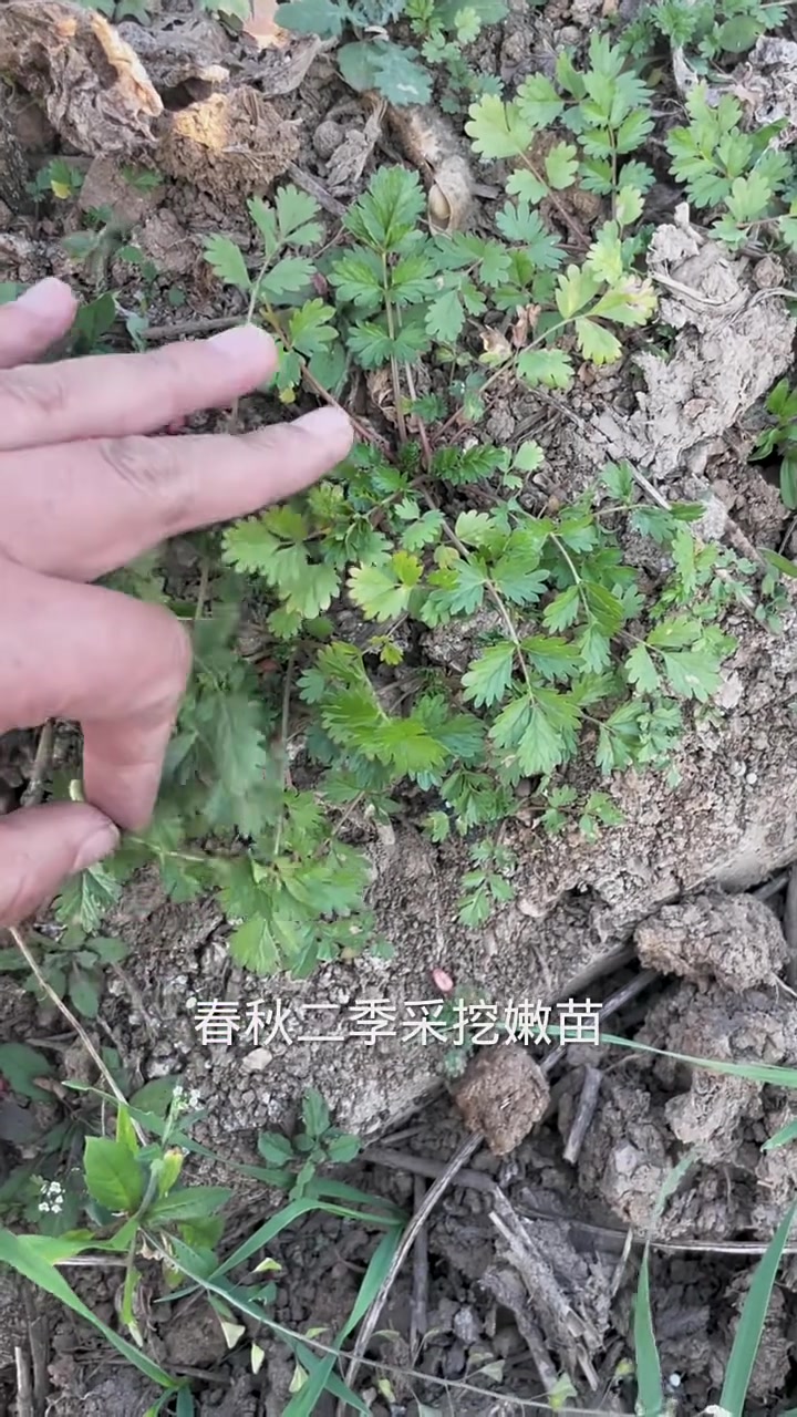委陵菜哇塞这有点好了啊