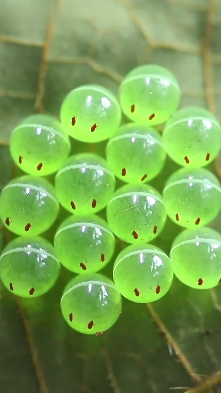这种蛋还能吃吗?