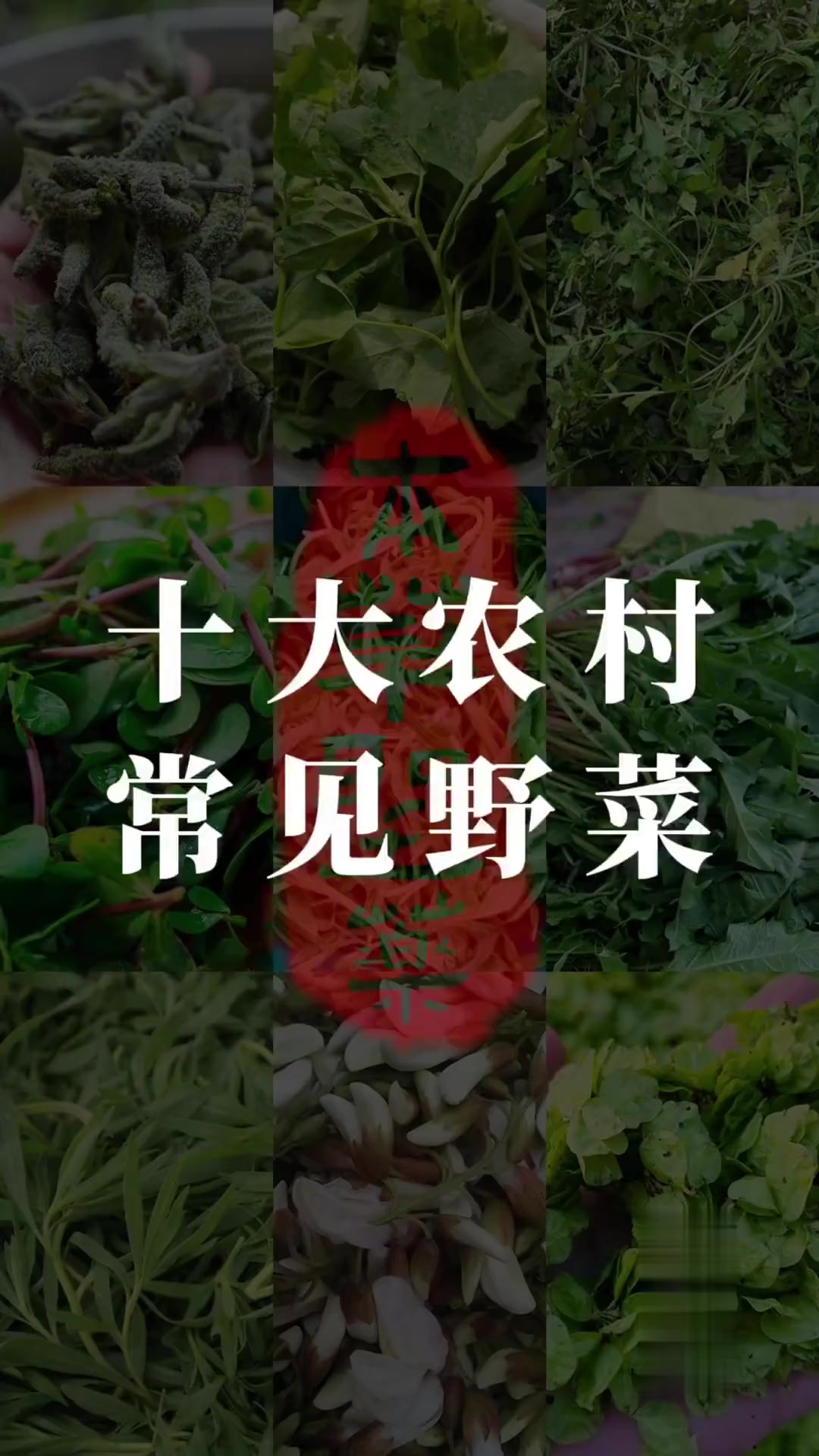 十大农村常见野菜，看看有你见过的吗