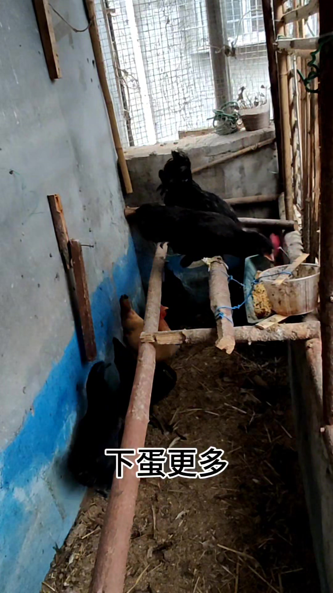 家庭养鸡,喂什么食物健康长得好?