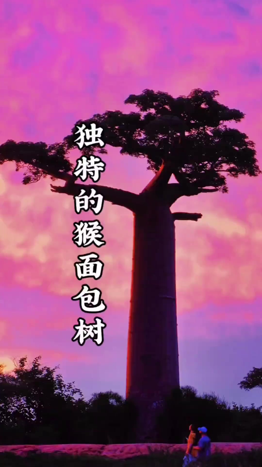 独特的猴面包树还有那么多作用