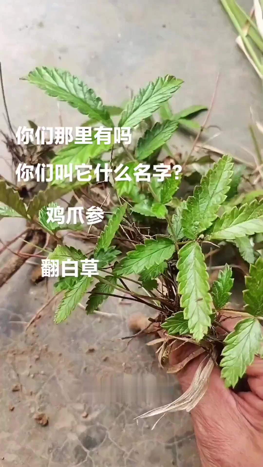 翻白草又名鸡爪参，叶上绿下白，不敢吃甜食者多了解
