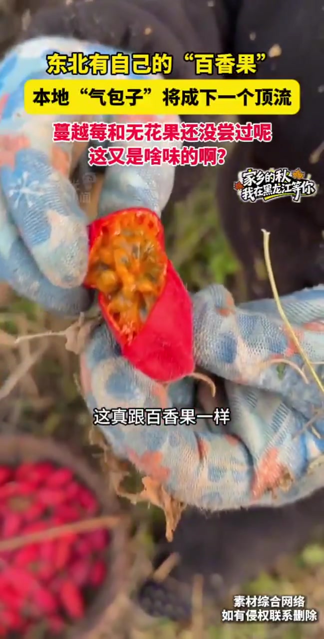东北有自己的“百香果”，本地“气包子”将成下一个顶流