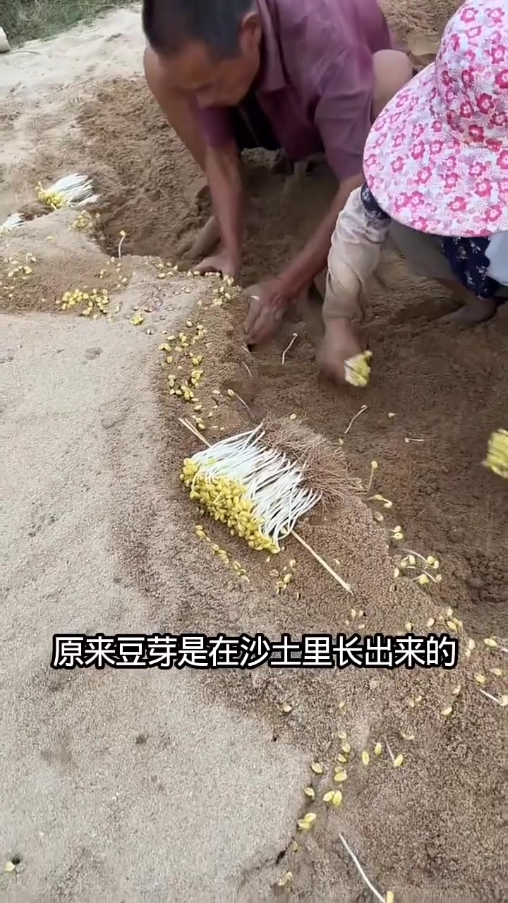 细致的沙土长出黄豆芽