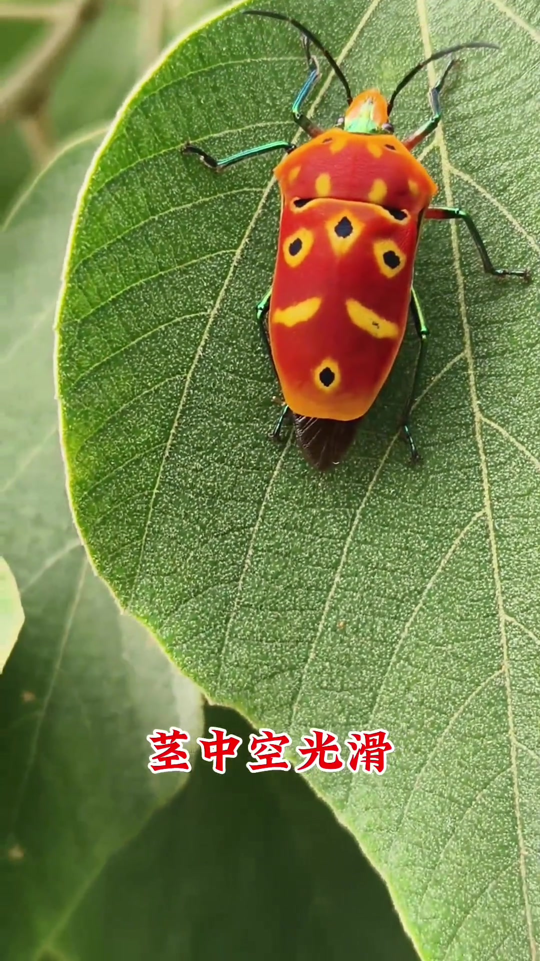 牛尾菊浑身是宝,你知道它的神奇功效吗?