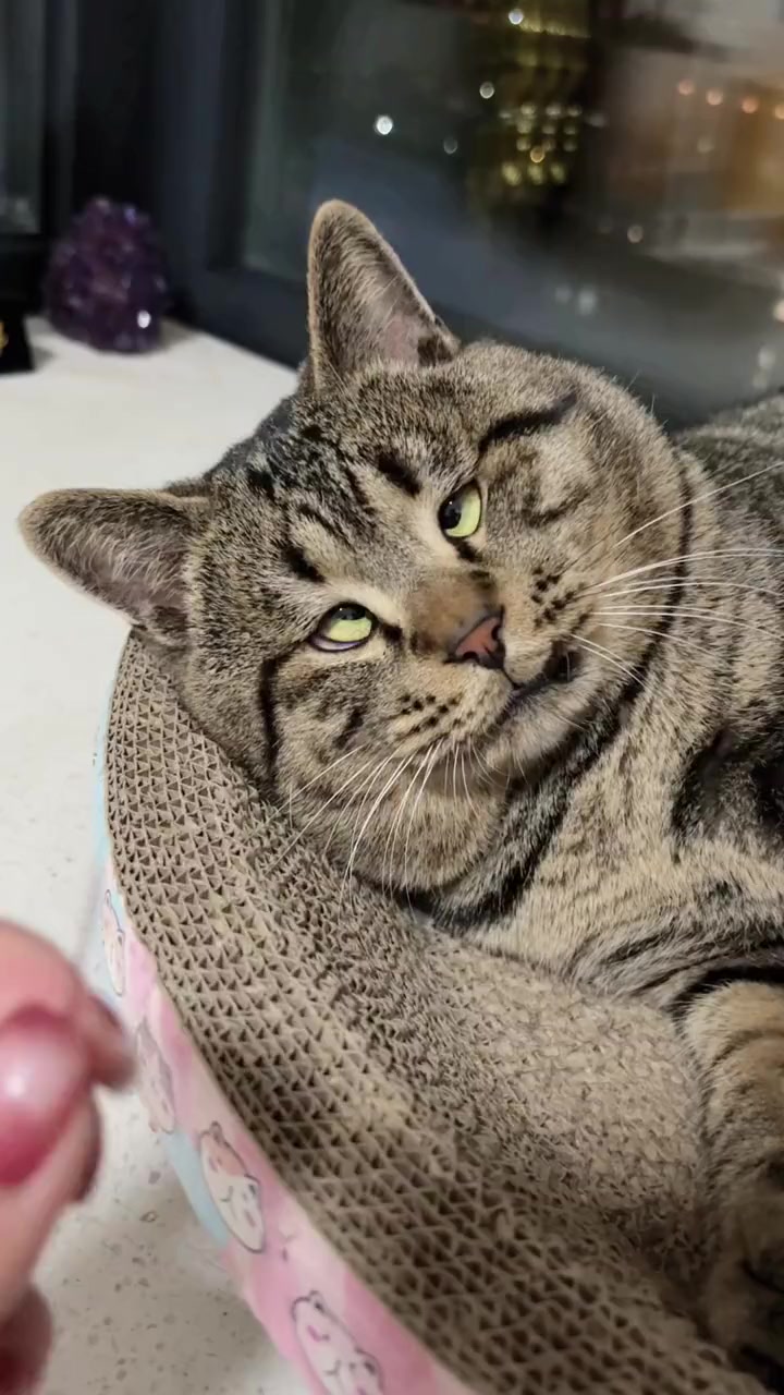 斗鸡眼猫咪可爱啊啊