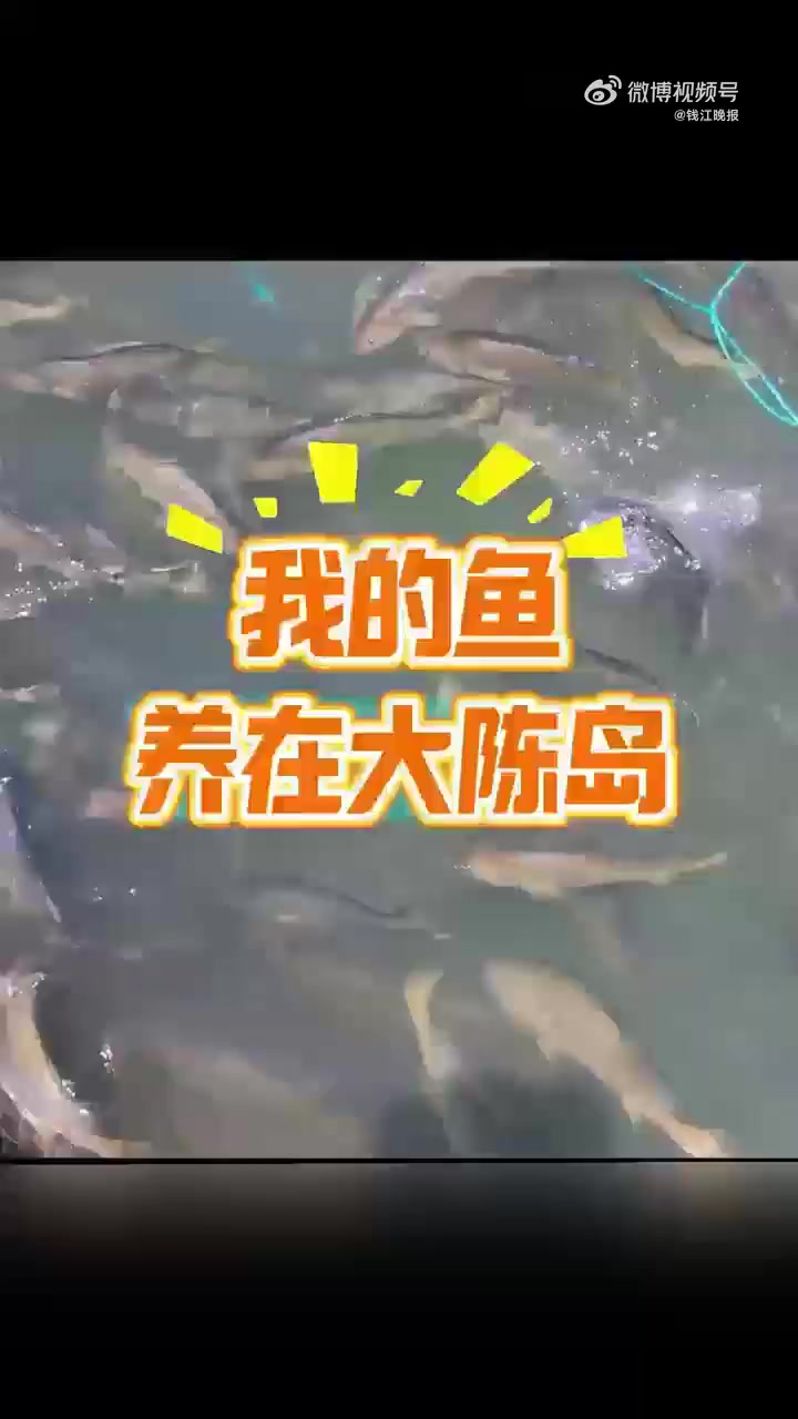 「开始摸鱼~浙江企业让城里人在办公室当渔老板」近日,浙江一企业推出“我有一条鱼,养在大陈岛