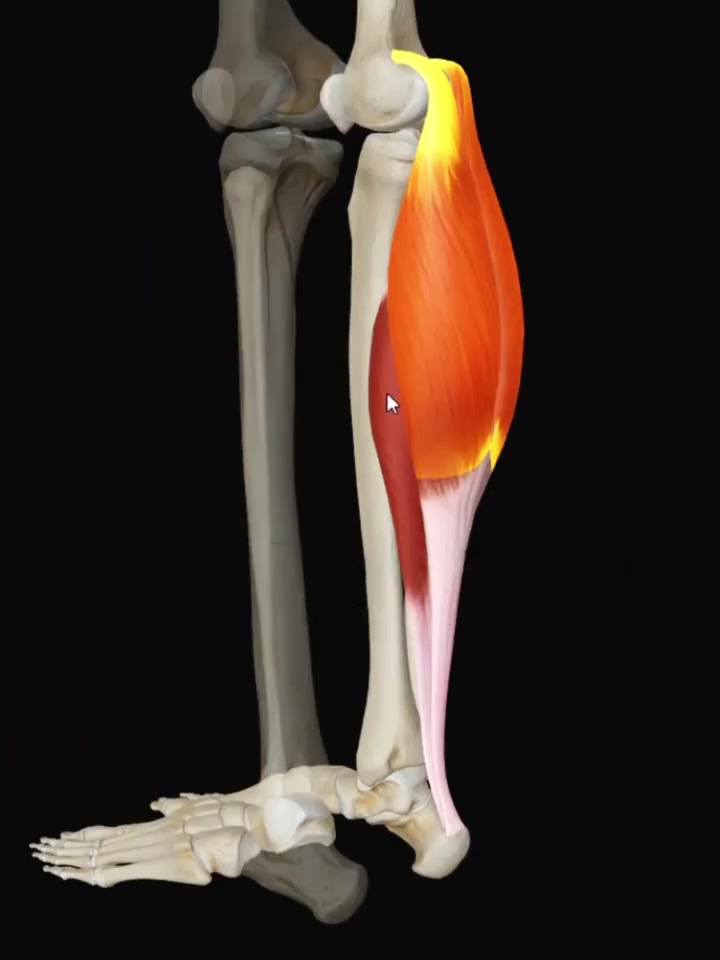 「秒懂肌肉」腓肠肌比目鱼肌肌肉解剖