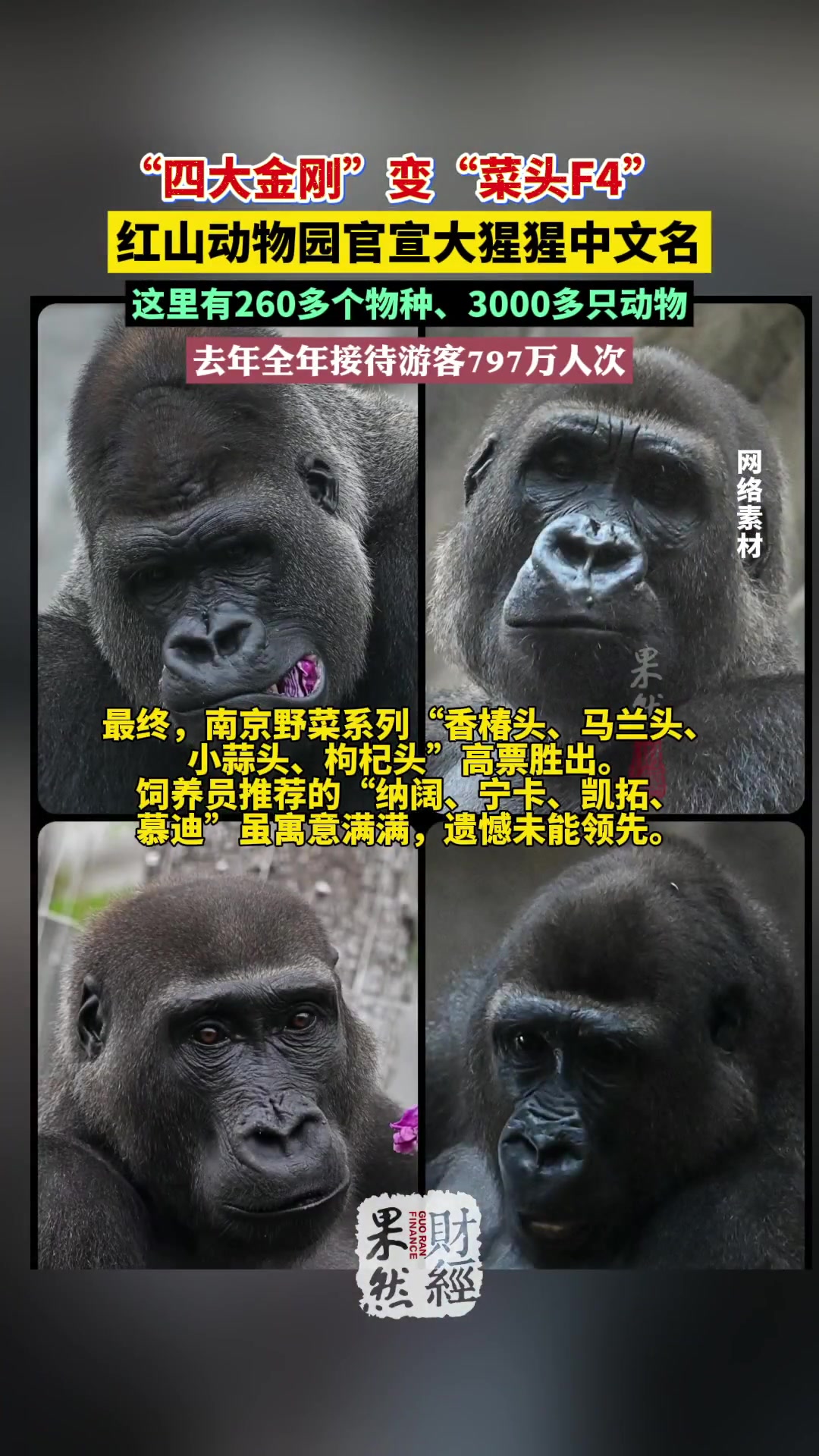 果然财经|官宣!红山动物园“四大金刚”中文名是南京野菜F4