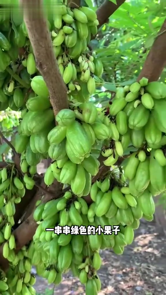 这里位于泰国，当地的树上长满了一种绿色的果实，一棵树上能结出上千颗果实，看起来非常的壮观