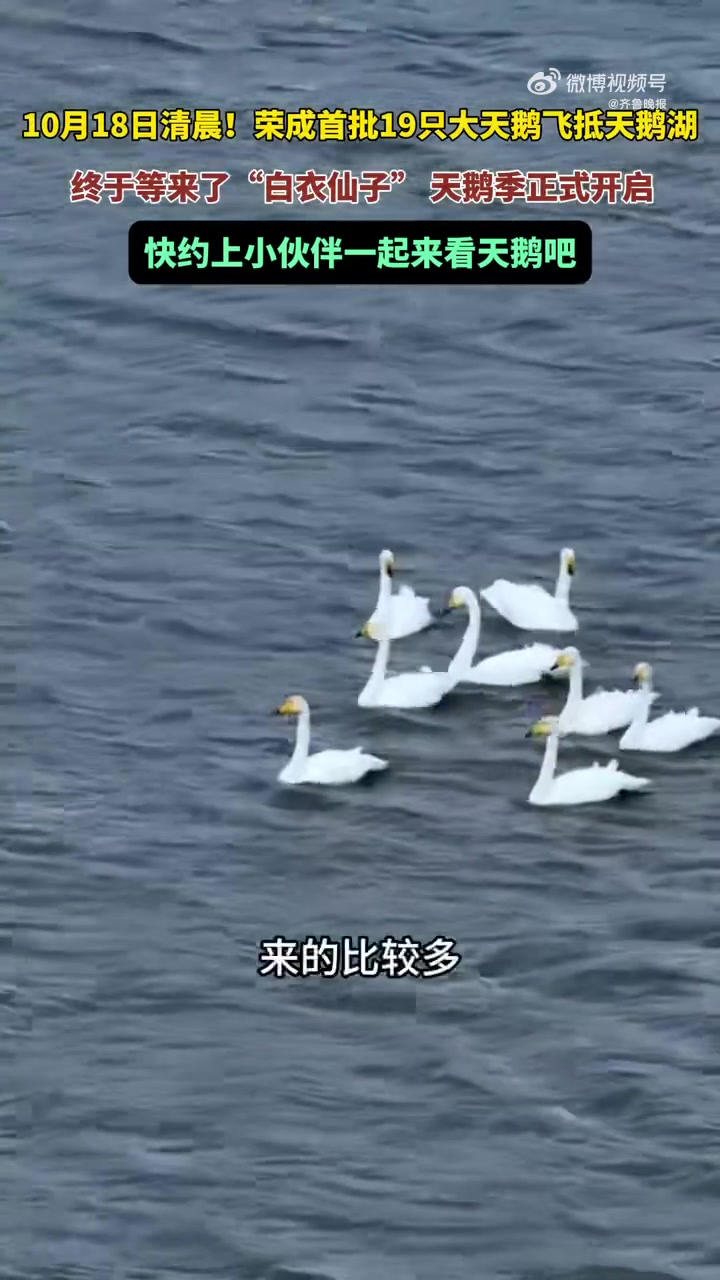 10月18号清晨,荣成大天鹅国家级自然保护区的工作人员在巡护中发现首批19只大天鹅飞抵天鹅