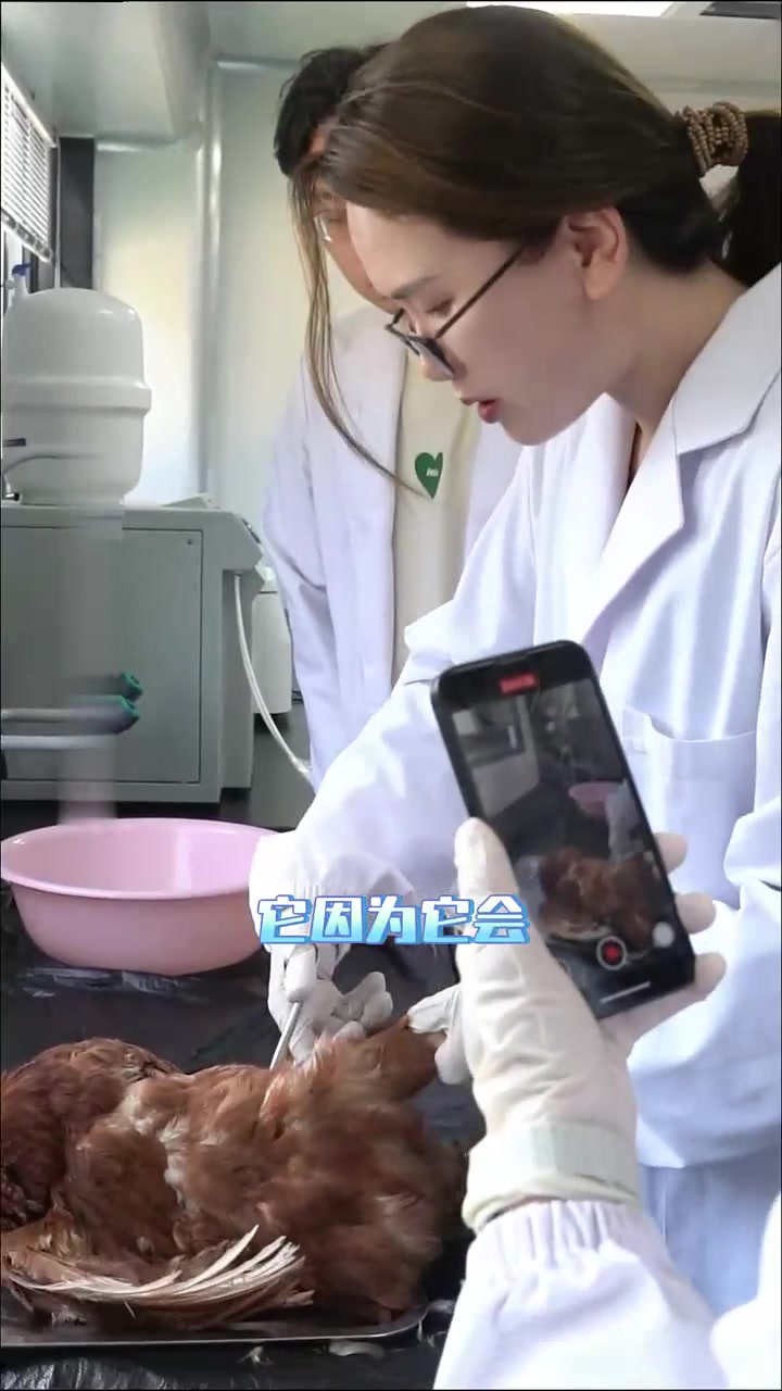 董老师现场实操，手把手教解剖鸡只判断鸡群健康