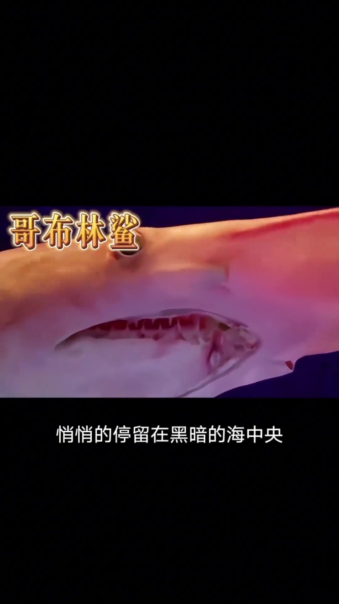 奇丑不比的鲨鱼——哥布林鲨