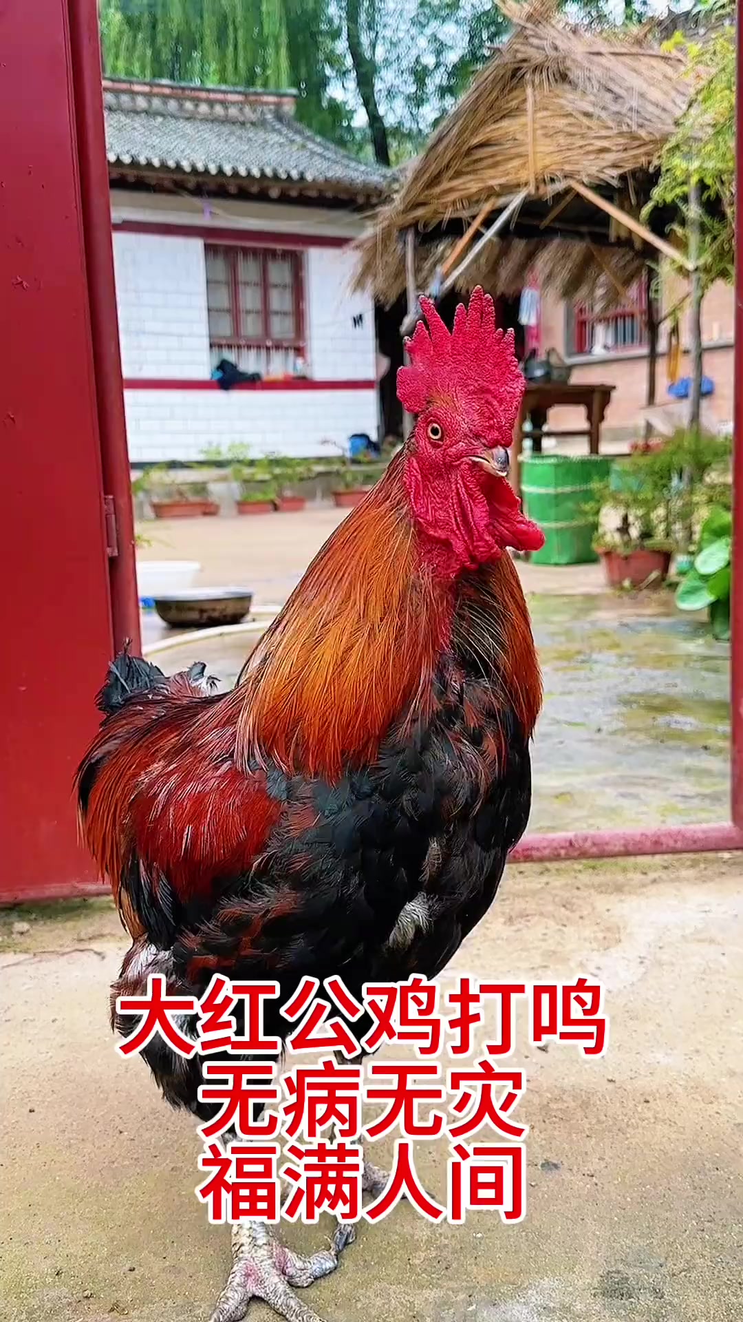 聆听大公鸡原声打鸣，感受万物灵性