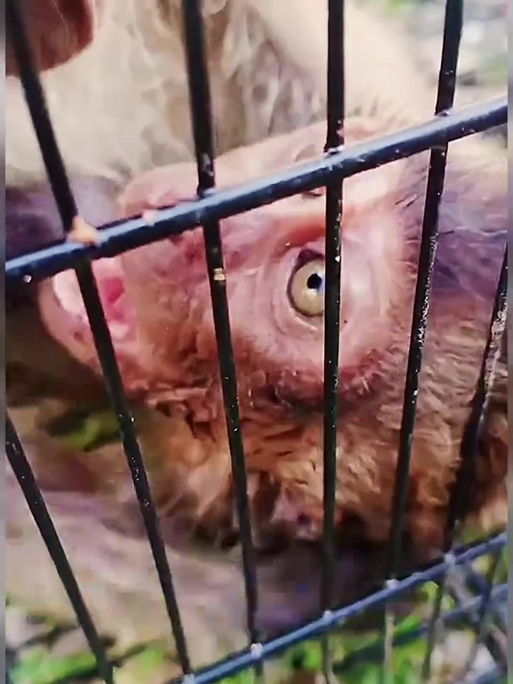 啃老猴生病了,啃老猴得了猴瘟了