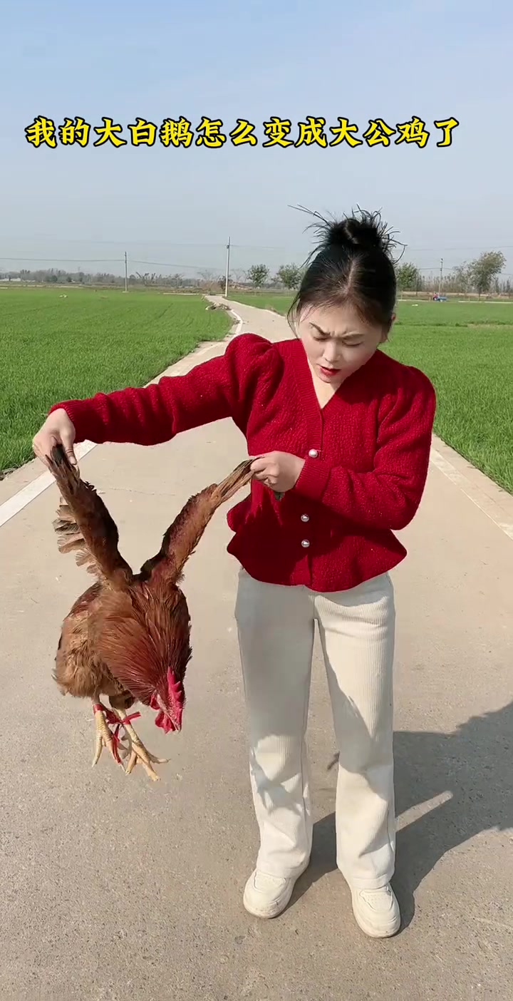 我的大白鹅怎么变成大红公鸡了