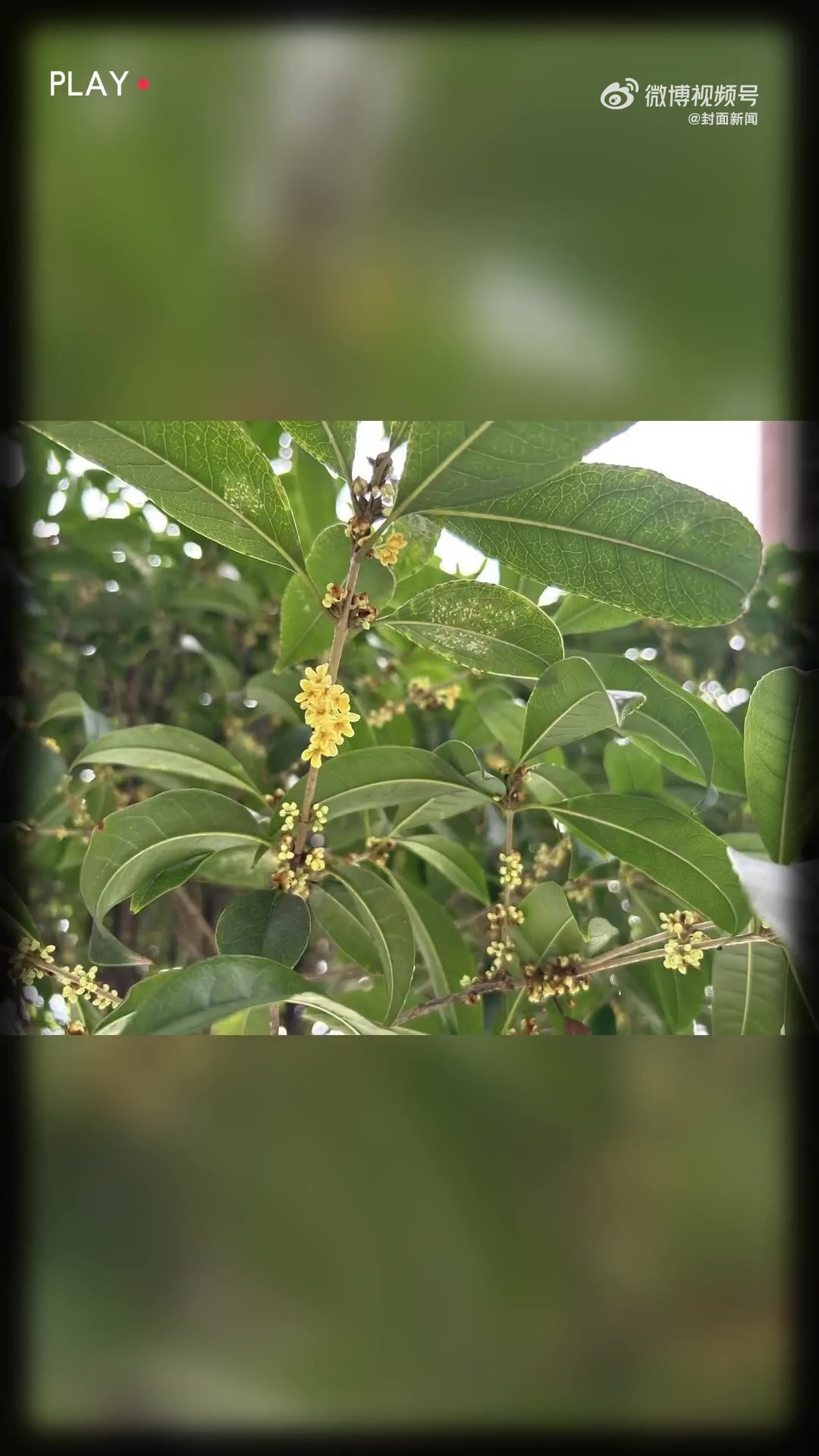 「专家回应成都桂花太妖艳」成都桂花连环开 近日,成都网友惊呼“又闻桂花香”,疑惑今年桂花为