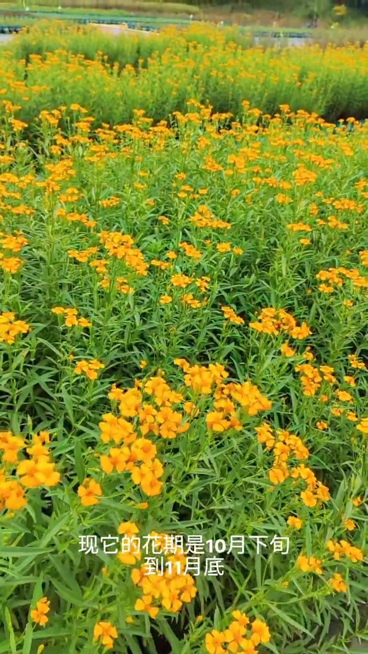 甜万寿菊开花了 甜万寿菊开花了,多年生草本植物,花期在10月下旬到11月下旬,属于秋冬季花