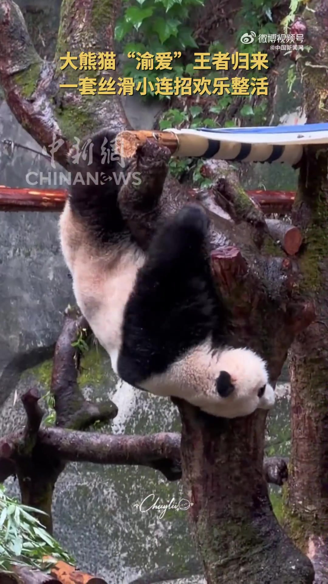 19日,经过100余天的静养治疗,重庆动物园大熊猫渝爱“王者归来”,下雨天也活力满满,在吊