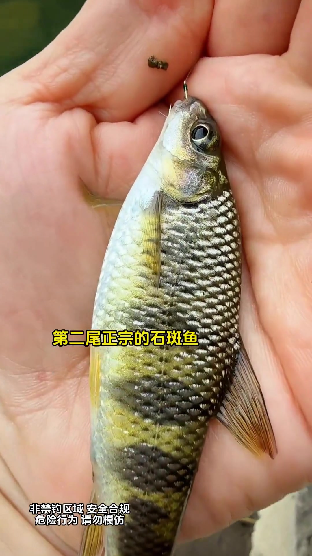 重庆这条小溪鱼资源好，疯狂连杆石斑鱼