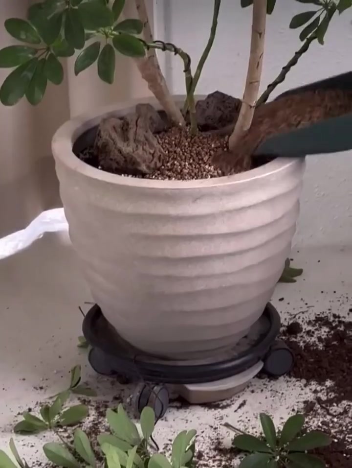 鸭脚木如何造型？先去掉多余的叶子，在借助造型铝线拿弯！