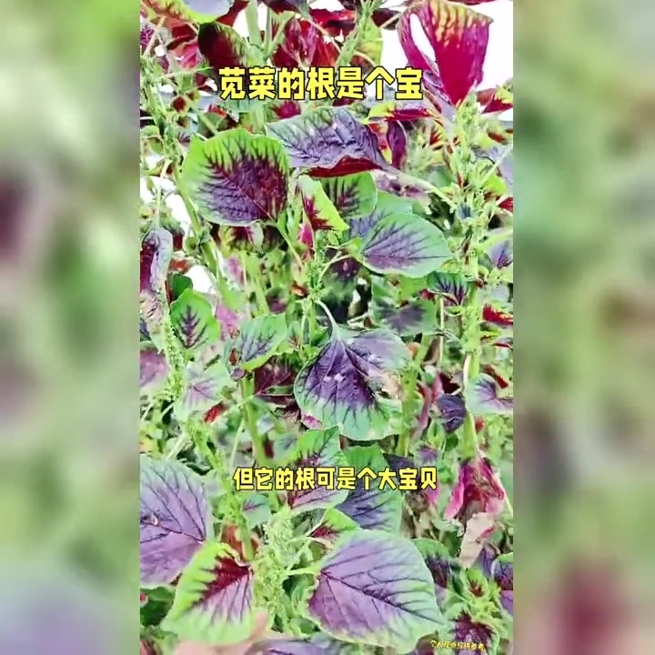 苋菜根竟有这些隐藏功效，很多人都不知道！