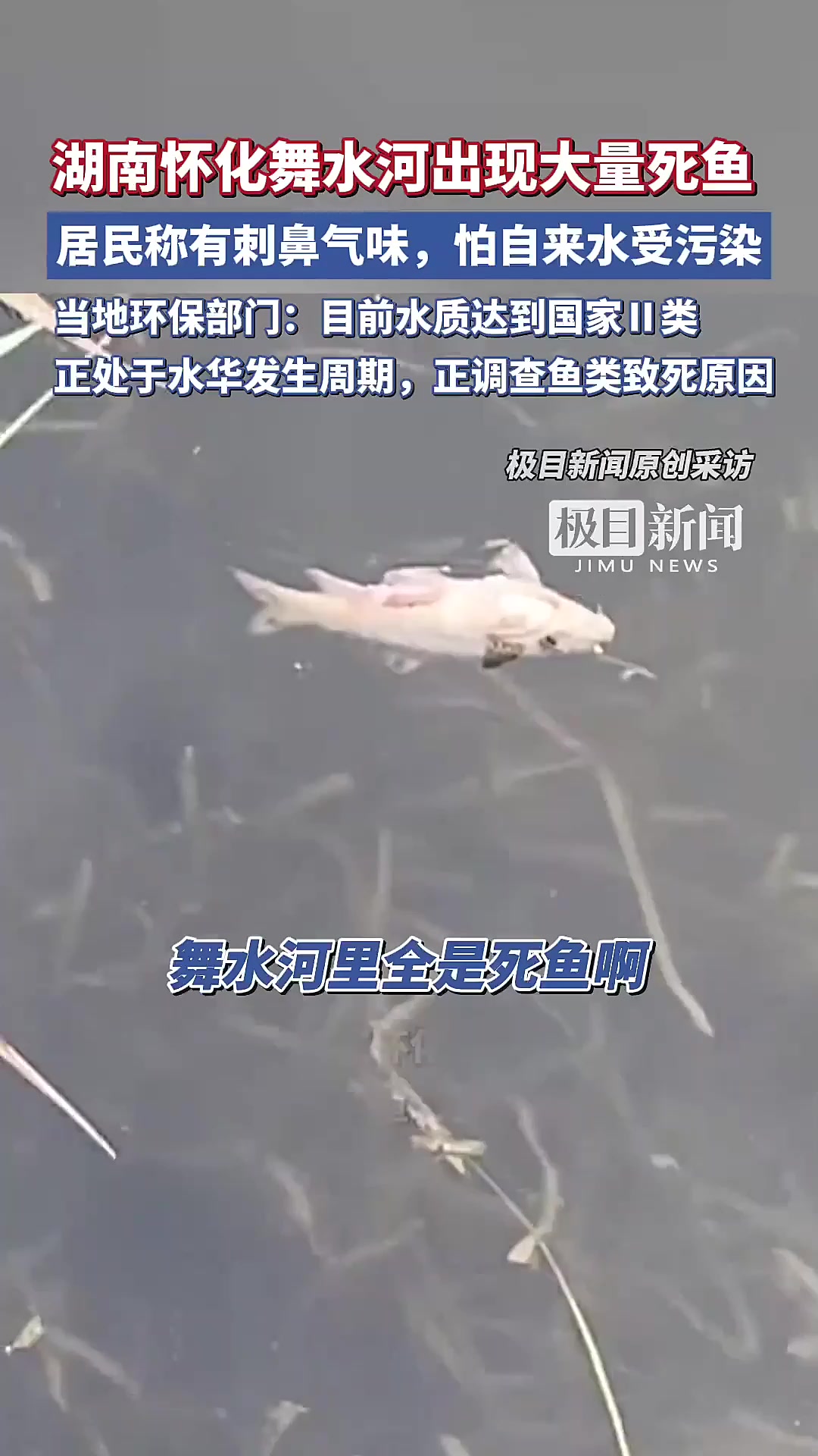 湖南怀化舞水河现死鱼，环保部门回应-每日一法