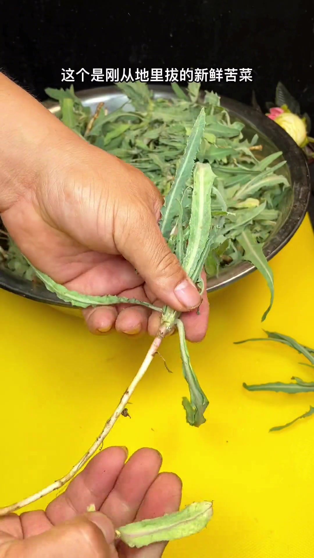 超好吃苦菜做法大公开，学会赶紧试试！