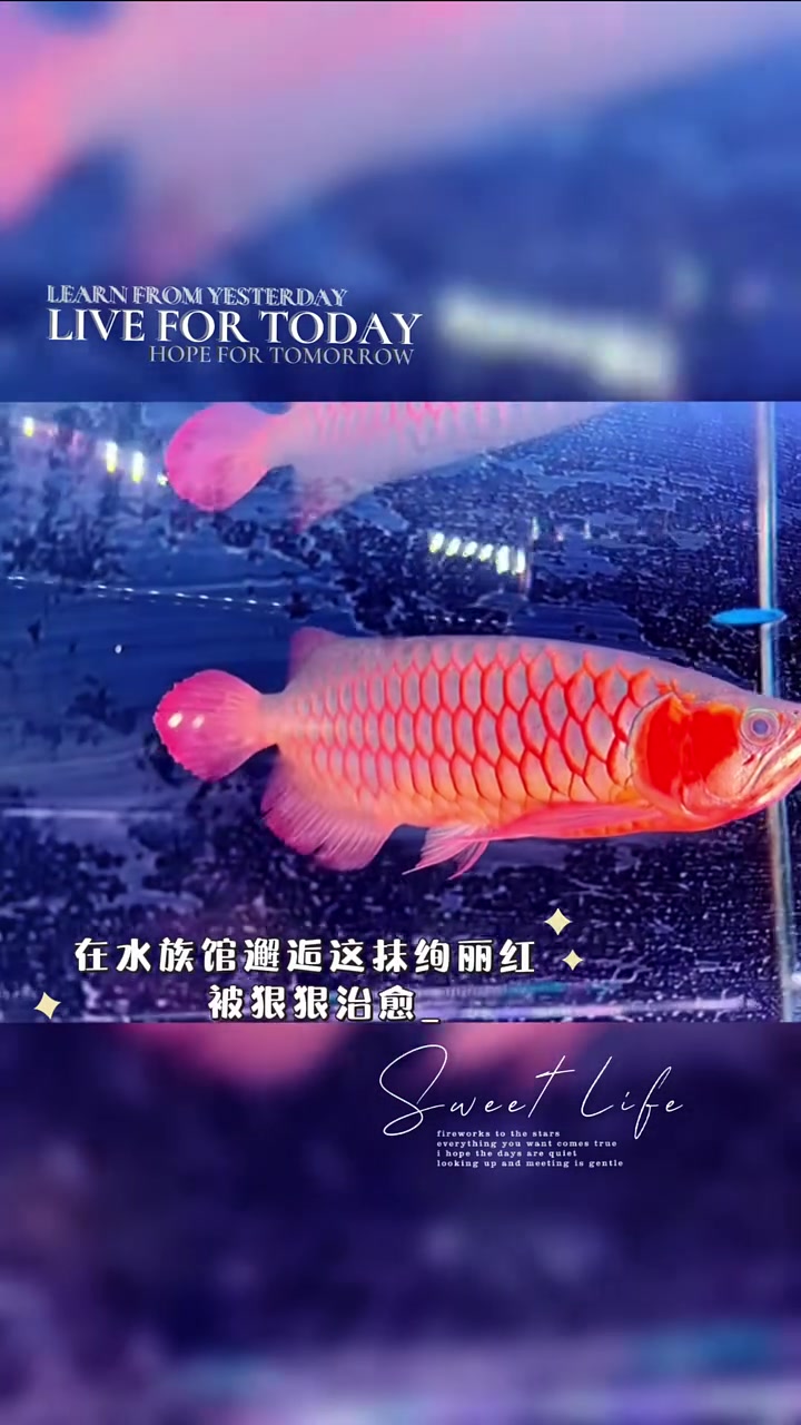 白玉红龙