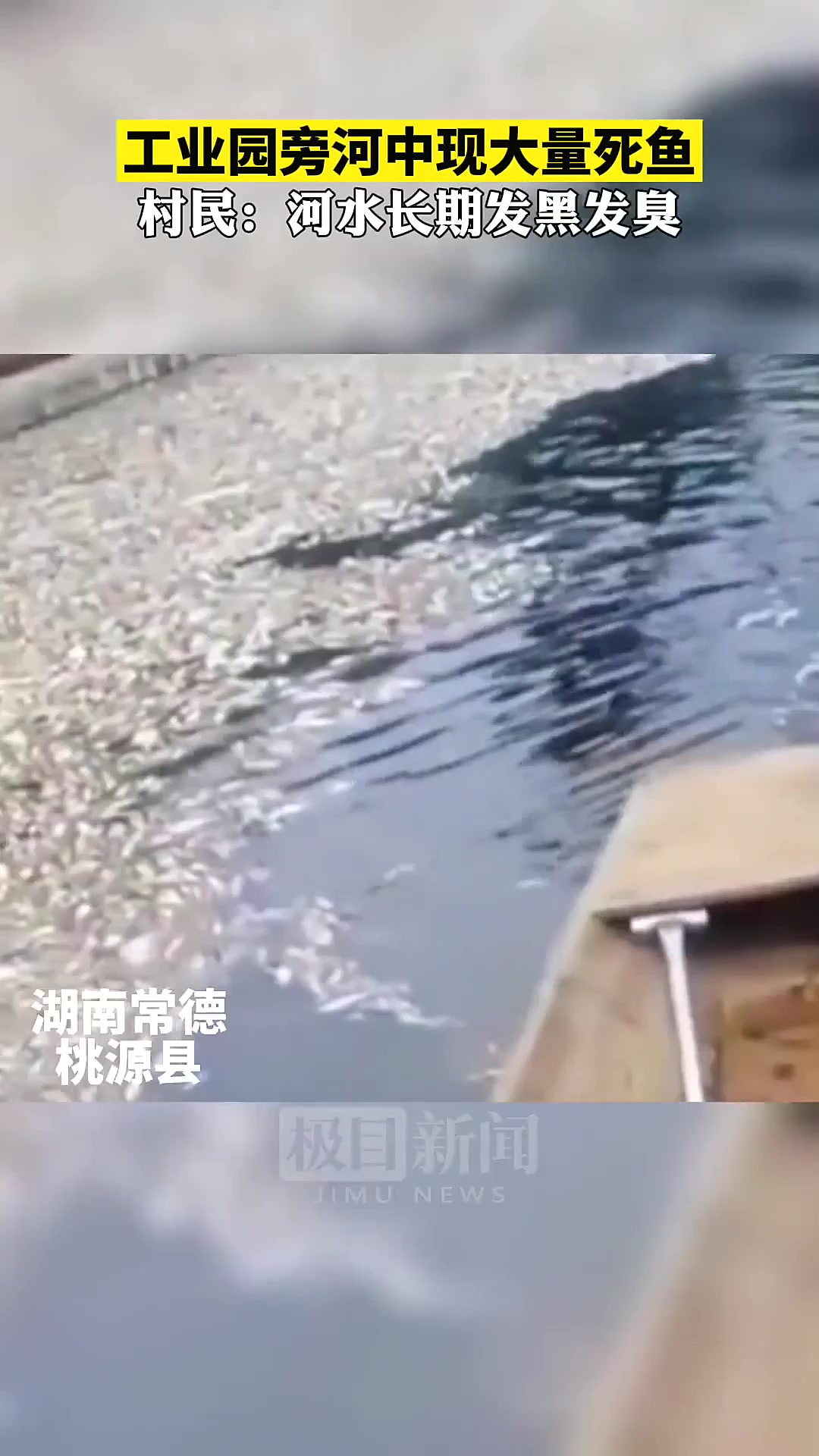 湖南桃源工业园河现死鱼，河水发黑发臭-每日一法