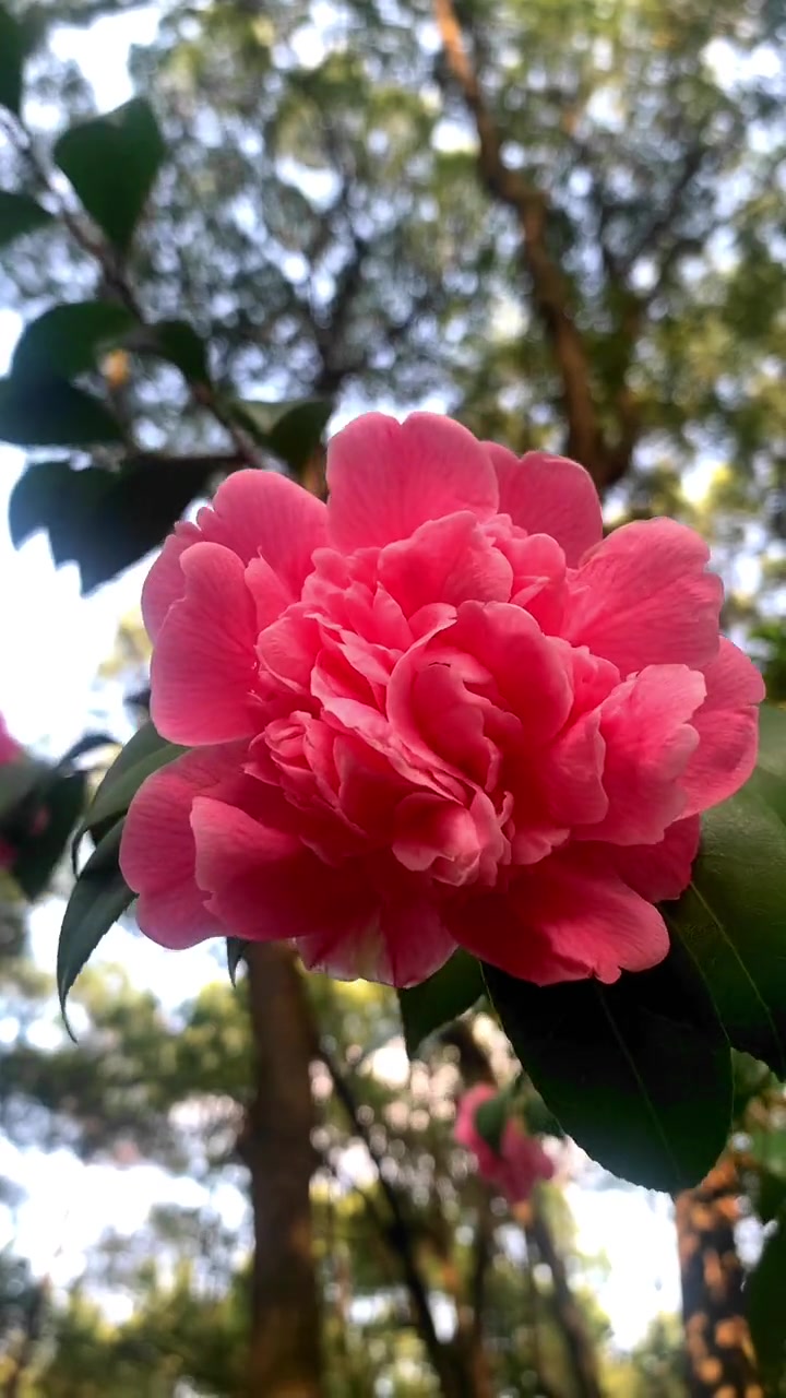 随意拍摄，春暖花开，孤峰岭公园