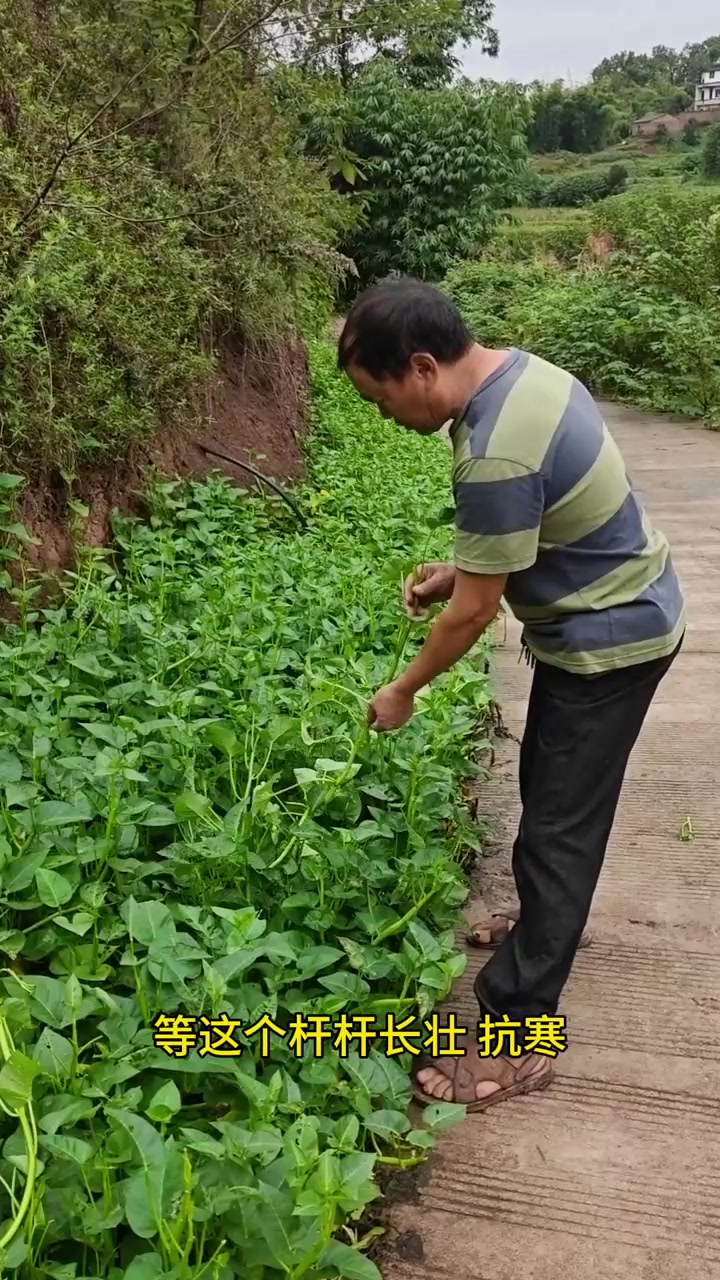 空心菜留种，立冬前一定要注意这道管理