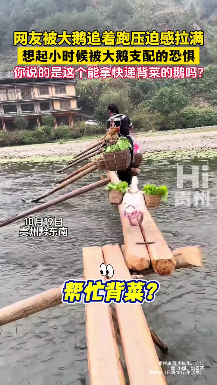 网友被大鹅追着跑压迫感拉满 想起小时候被大鹅支配的恐惧