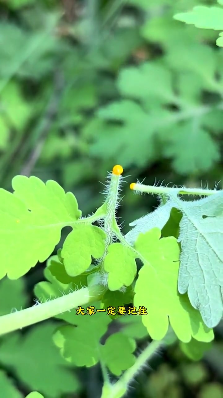 白屈菜白屈菜，不是野菜，有毒千万不要食用，是一种常见的野花！