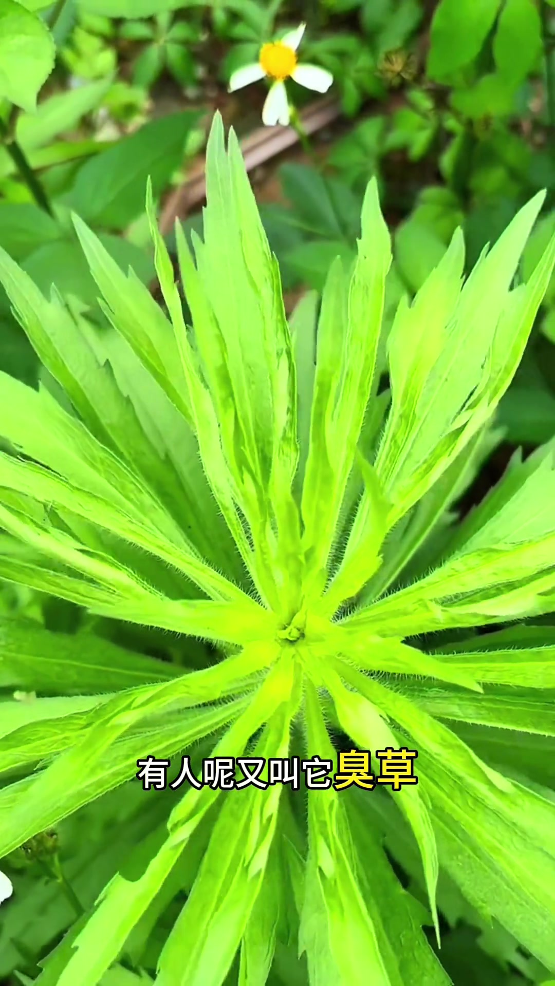 路边常见飞蓬草，似鸡毛掸子，好玩又实用