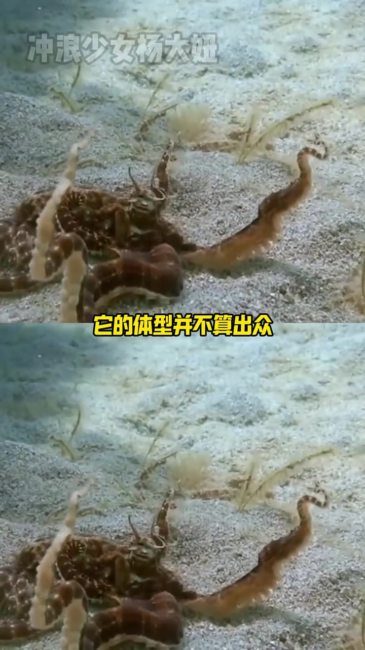 这才是真正的变身 动物世界 海洋生物 拟态章鱼