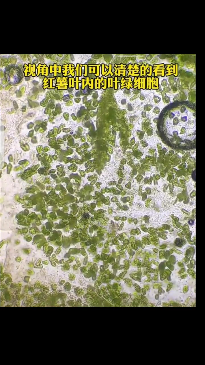 红薯叶曾喂猪，如今成餐桌美味，很多人却不认识！