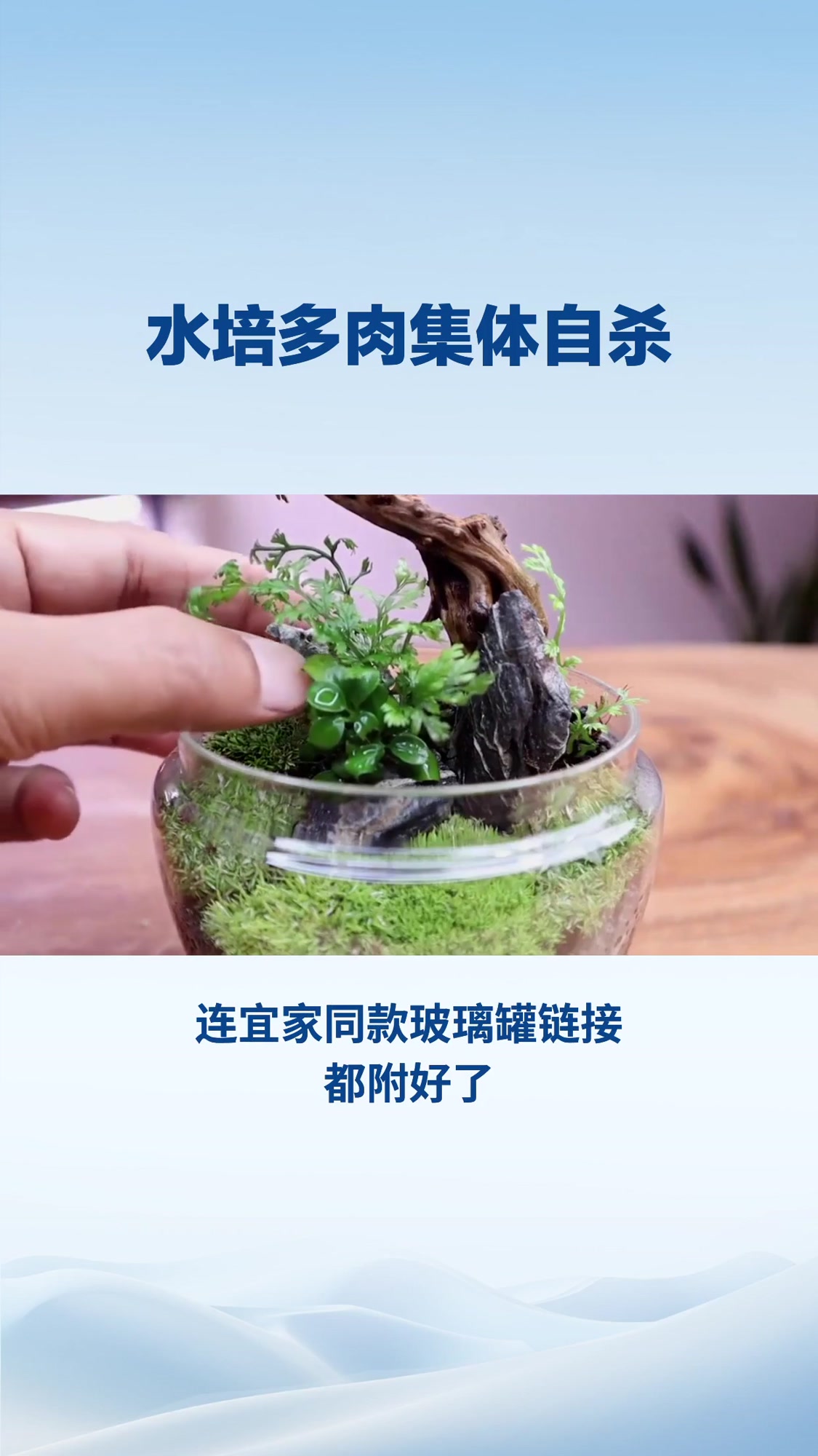 水培多肉集体自杀？我用腾讯元宝AI救活全家老小