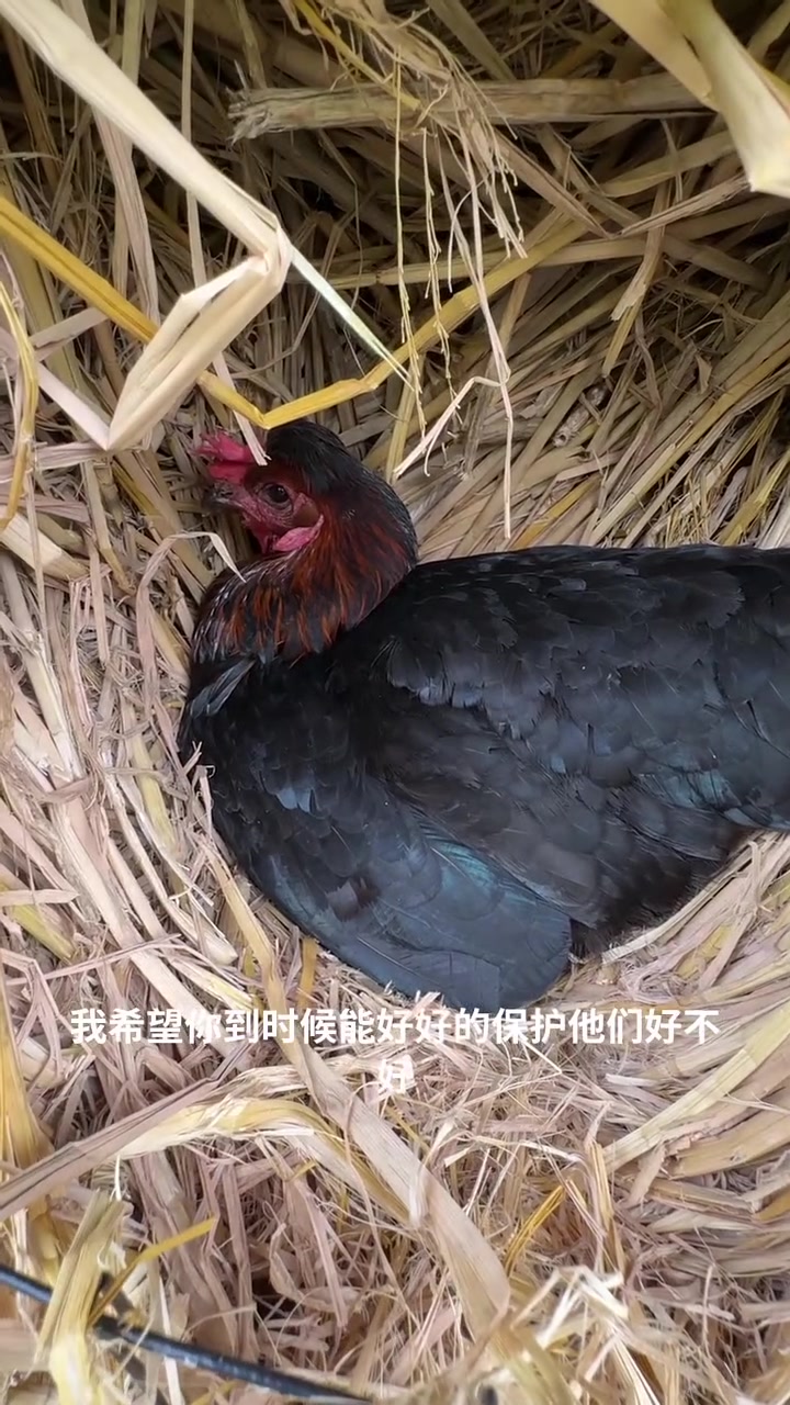 又发现一只鸡妈妈在野外孵小鸡