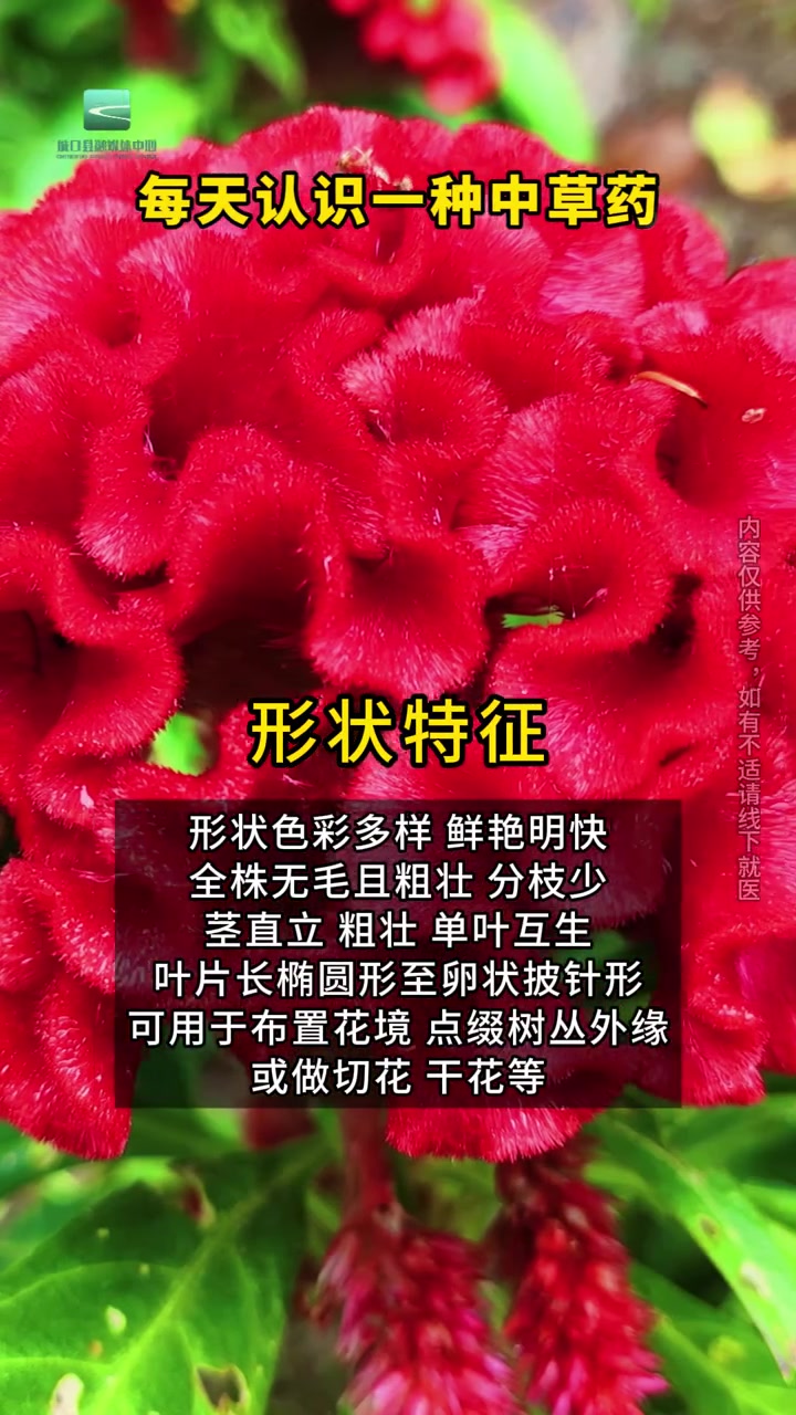 识百草丨每天认识一种中草药—鸡冠花