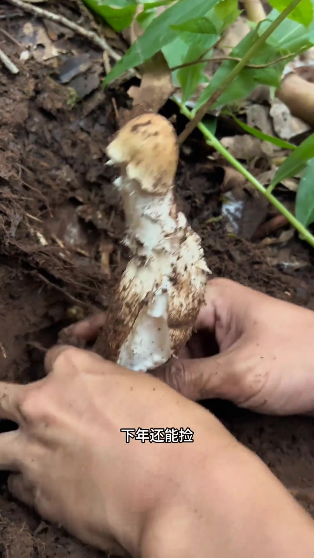 挑战6小时进山捡鸡枞,看看能有多少收获