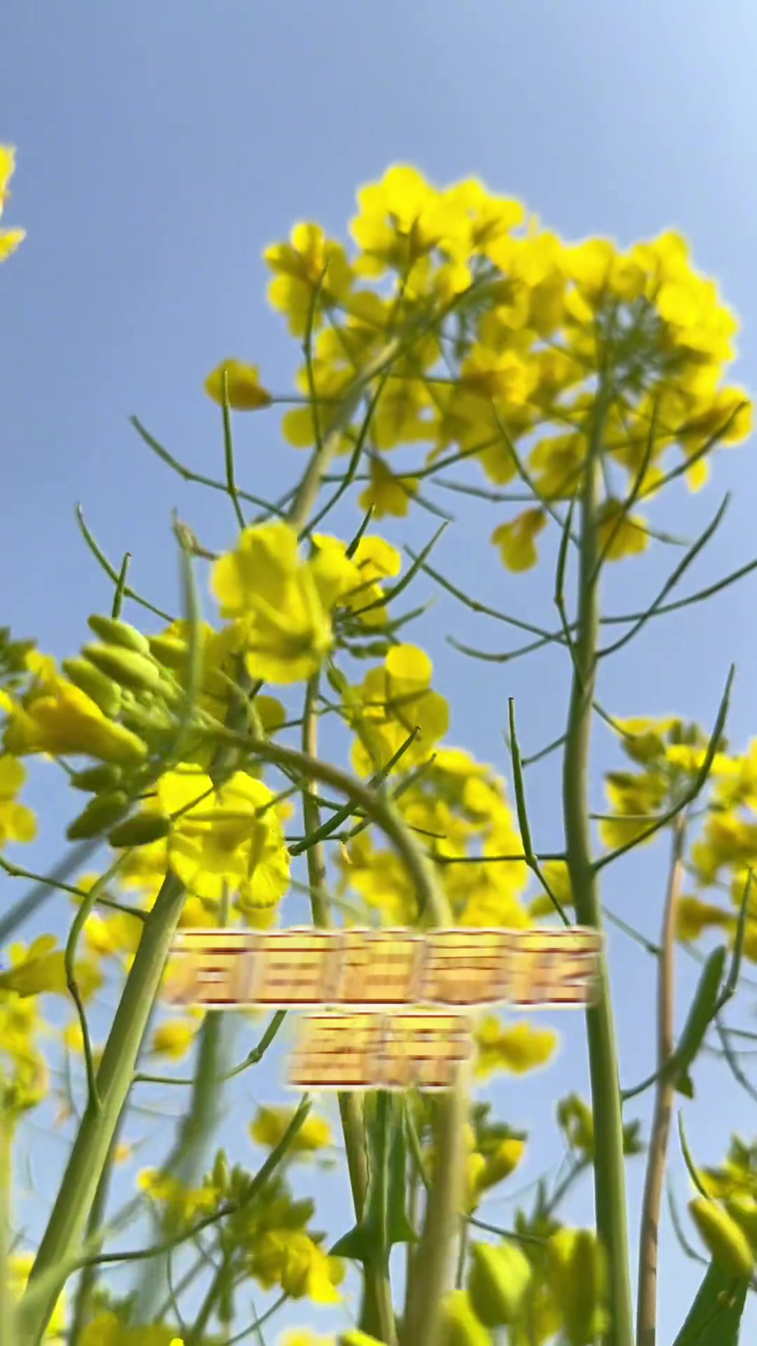 花开有约！赴长江小岛赏油菜花海，感受独特魅力与红色文化