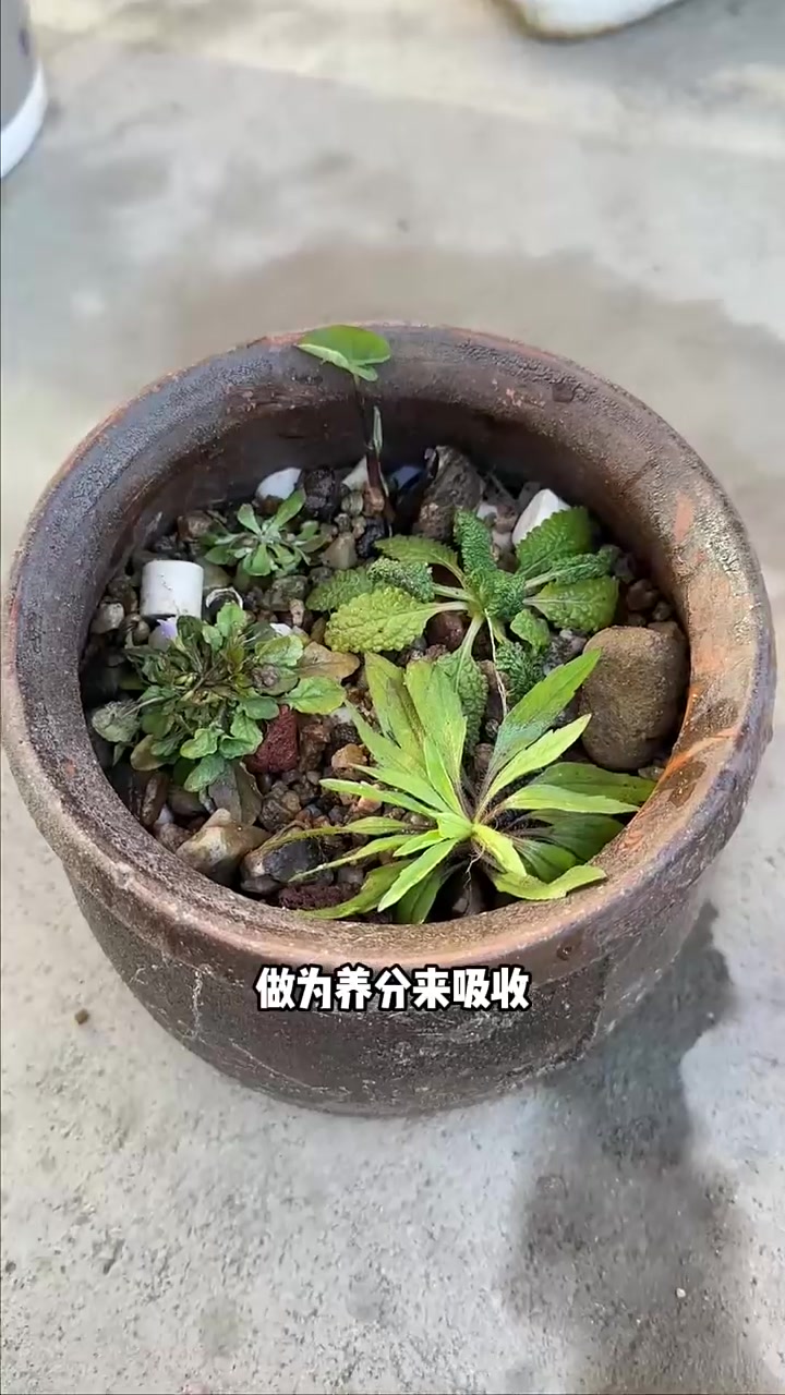 在院子里给猫整了个古法生态鱼池,方便它们吃鱼