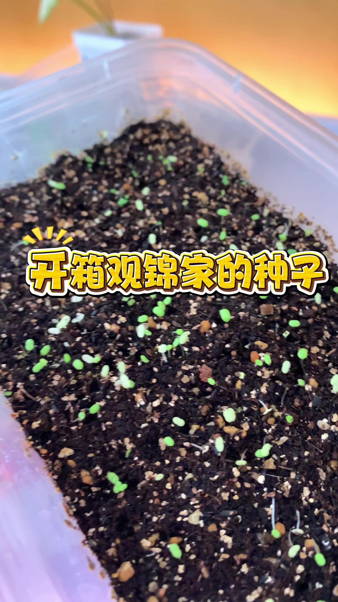 开箱观锦种子播种