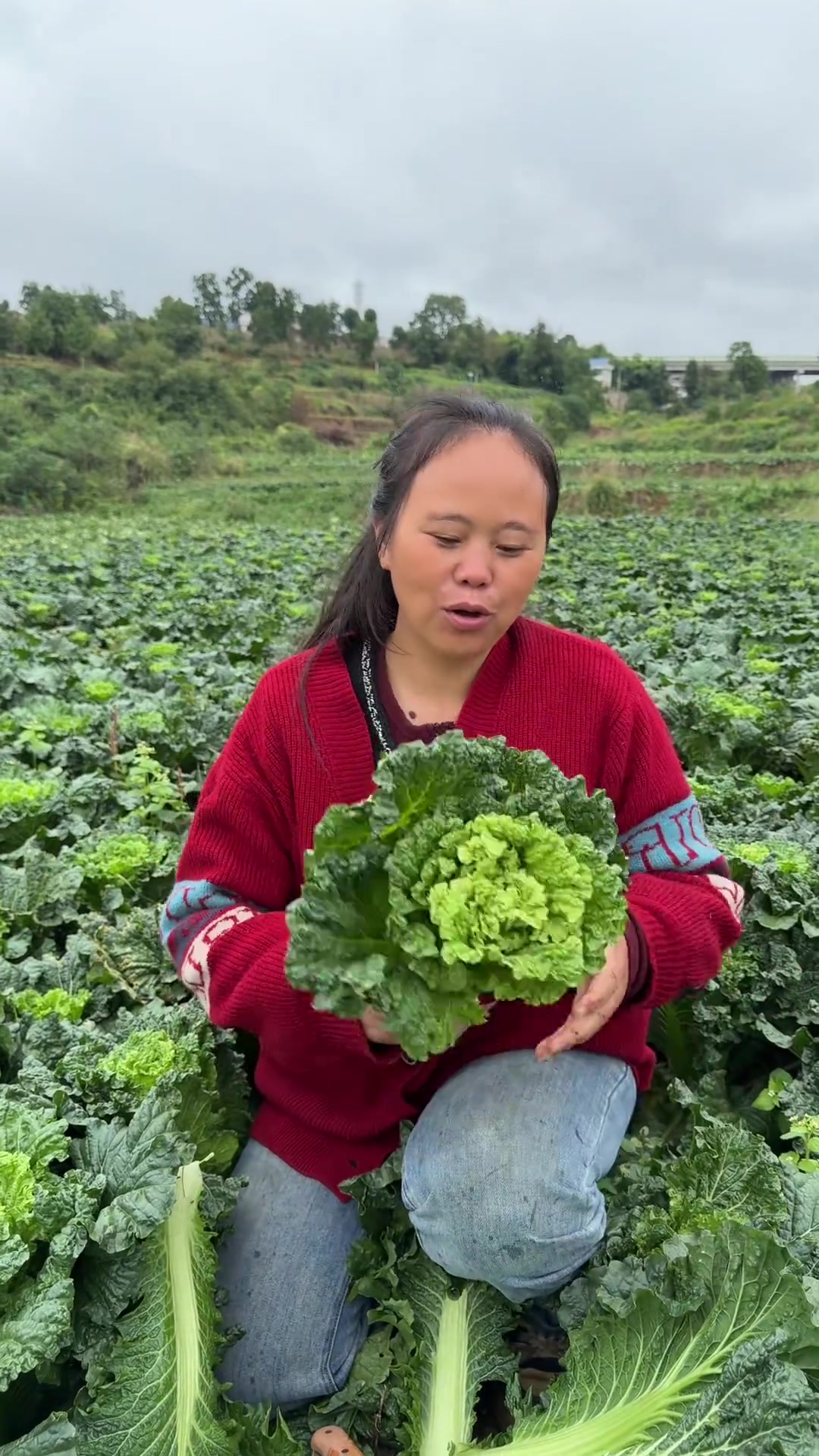 农家青口白菜来啦，煮火锅爆炒都很棒