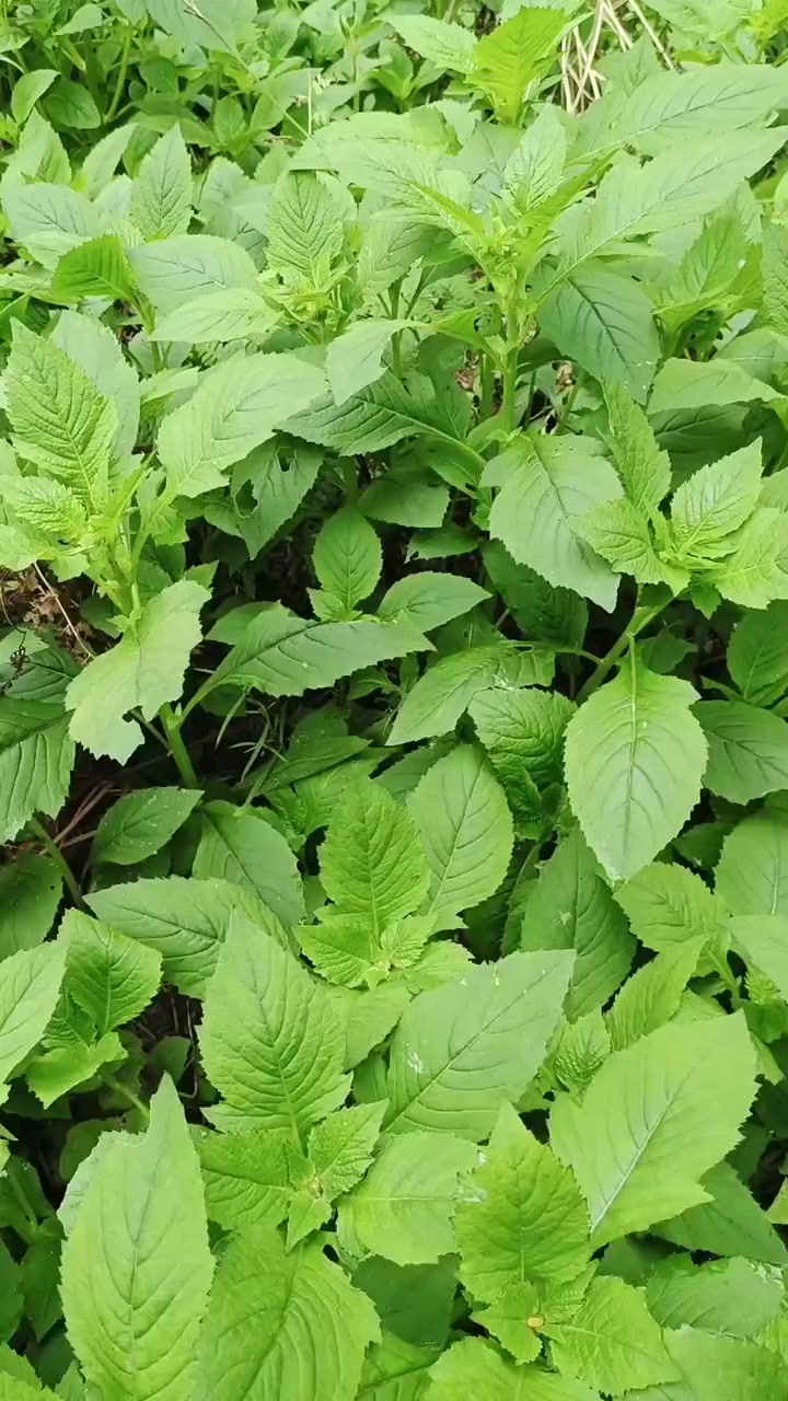 家人们，好多人都问我这是什么菜，这是野茼蒿哦！有药用价值哟